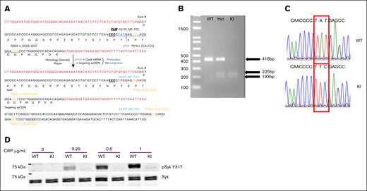 Generation of Syk Y317 KI mice. (A) The process of creating the mutant mouse via CRISPR is schematically presented. The targeted DNA codon is changed from TAT to TTC, changing the amino acid from tyrosine to phenylalanine. (B) Restriction enzyme AdhI digestion of PCR products from Syk(Y317F) homozygous KI(SykY317F/Y317F), Syk(Y317F) Het(SykY317F/WT), and WT littermate control(SykWT/WT) DNA. The oligonucleotides used for PCR are forward primer 5ʹ-TGAAGAATGAGATGAGCCTTTCTGA-3′ and reverse primer 5ʹ-TAGACAGGACTGCTTGTTTTATGGA-3′. WT PCR product is 418bp, whereas KI products are 225 and 193 bp. (C) Sanger sequencing of PCR products of WT and Syk(Y317F) homozygous mouse DNA shows that a DNA codon changed from TAT to TTC, changing the tyrosine amino acid to phenylalanine. (D) A representative western blot reveals the absence of phosphorylated Syk Y317 in Syk(Y317F) mouse platelets compared with WT platelets after stimulation with CRP at the concentrations indicated for 3 minutes. Het, heterozygous.