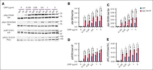 CRP-mediated signaling is enhanced in Syk(Y317F) platelets. (A) Representative western blots showing the phosphorylated and total proteins, as indicated, in platelets from Syk(Y317F) and WT littermate mice stimulated with the indicated concentrations of CRP for 3 minutes. (B-E) Quantification of the indicated phosphorylated residues, depicted as the ratio of pY to total protein. pPLCγ, phosphorylated PLCγ.