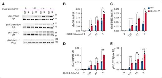 CLEC-2–mediated signaling is enhanced in Syk(Y317F) platelets. (A) Representative western blots showing the phosphorylated and total proteins in Syk(Y317F) and WT littermate control platelets stimulated with the indicated concentrations of CLEC-2 antibody. (B-E) Quantification of the indicated phosphorylated residues, depicted as the ratio of pY to total protein.