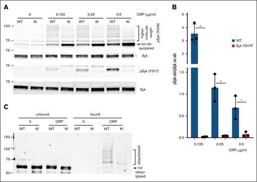 Syk ubiquitylation is reduced in Syk(Y317F) KI mice. (A) Representative western blots showing Syk pY346 in Syk(Y317F) (KI) and WT littermate control platelets stimulated various concentrations of CRP for 3 minutes at 37°C with stirring. (B) The ratios of the total intensity of high-molecular-weight species (pSyk-ubi) to the intensity of nonubiquitylated pSyk (pSyk no ubi) were quantified, analyzed, and presented as described in the “Materials and methods.” The ratio in nonstimulated platelets was not analyzed, as all intensities were close to 0. (C) Syk(Y317F) and WT littermate control platelets were stimulated with 1 μg/mL CRP for 60 seconds, the ubiquitylated proteins from their lysates were immunoprecipitated with the ubiquitin-trap reagent and immunoblotted for Syk, as described in the “Materials and methods.” A representative western blot of 2 experiments is presented.
