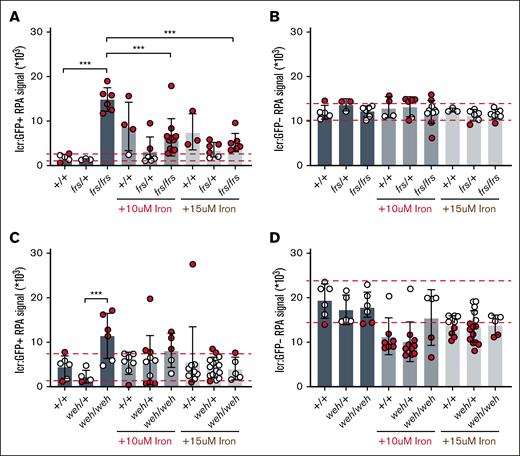 RPA staining of live zebrafish embryos confirms decrease of mitochondrial iron in erythroid cells of mutant zebrafish lines and ability of Fe-hinokitiol to increase erythroid mitochondrial Fe2+ levels in mutant fish. (A) frs/frs mutant lcr:GFP+ erythroid cells have an increase in RPA signal, indicating significantly decreased Fe2+ levels relative to WT cells. Addition of iron-hinokitiol decreased RPA signal, indicating increased mitochondrial Fe2+. (B) frs/frs mutant lcr:GFP– (nonerythroid) cells did not significantly differ from WT cells in their RPA signal, indicating that Mfrn1 was largely not required for maintenance of nonerythroid mitochondrial Fe2+ levels. Addition of supplemental iron did not alter Fe2+ levels in frs/frs nonerythroid cells. (C) weh/weh mutant lcr:GFP+ erythroid cells have increased RPA signal, indicating significantly decreased Fe2+ levels relative to weh/+ cells. Addition of iron-hinokitiol decreased RPA signal, indicating increased mitochondrial Fe2+. (D) weh/weh mutant lcr:GFP– (nonerythroid) cells did not significantly differ from WT cells in their RPA signal, indicating that Fpn1 (despite its requirement for embryonic use of yolk iron) was largely not required for maintenance of nonerythroid mitochondrial Fe2+ levels. Addition of supplemental iron did not alter Fe2+ levels in weh/weh nonerythroid cells. ∗∗∗ Indicates statistical significance at 95% significance. Dashed red lines indicate 90% confidence intervals as defined by WT controls; red data points indicate data points that fall outside these 90% confidence intervals.