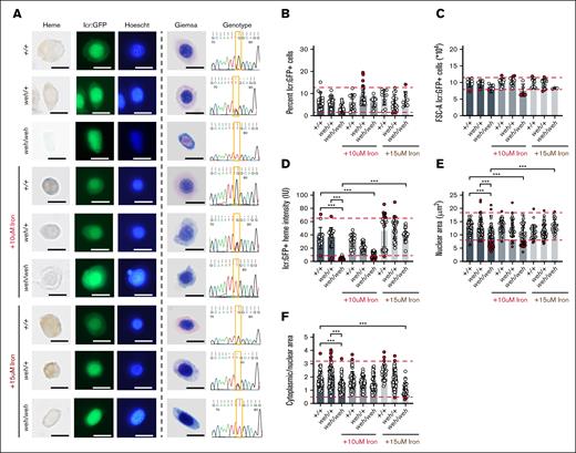 Sorting, imaging, and genotyping of single 3-dpf zebrafish WT, weh/+, and weh/weh embryos demonstrate feasibility of sorting erythroid cells from single embryos; iron supplementation ameliorates the effects of FPN1 deficiency. (A) Sorting of GFP+ erythroid cells from single zebrafish embryos onto slides and followed by benzidine and Hoechst, or Giemsa staining. Both Hoechst and Giemsa staining revealed that weh/weh erythroid cells were heme deficient and smaller than WT cells. This phenotype was largely reversed by iron supplementation. (B) weh/weh mutant embryos did not have significantly decreased numbers of erythroid cells at 72 hours post fertilization (hpf). (C) Analysis of forward scatter (FSC) confirmed that weh/weh erythroid cells are significantly smaller than WT and weh/+. This abnormality was reversed by iron supplementation. (D) ImageJ analysis of benzidine stained cells indicated a significant decrease in heme staining in weh/weh erythroid cells. Iron supplementation (15 μM) was required for restoration of hemoglobinization levels to WT levels (supplemental Figure 6). (E) ImageJ analysis of Giemsa-stained cells revealed that weh/weh erythroid cells had smaller nuclei than WT, which was corrected by iron supplementation. (F) The ratio of cytoplasmic/nuclear area was decreased in weh/weh erythroid cells and these phenotypes could not be reversed by iron supplementation, and cell morphology remained qualitatively different from WT cells (see supplemental Figure 7). Scale bar, 5 μm. ∗∗∗ Indicates >95% significance by multiple comparisons with Tukey-Kramer correction.