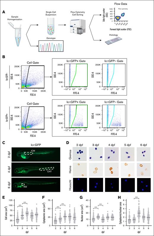 Experimental workflow and gating scheme used for sorting lcr:GFP+ erythroid cells. (A) Individual zebrafish are homogenized into a single-cell suspension in PBS containing 1% bovine serum albumin. Single cells were collected by filtration through a 70-μM cell strainer. Cells/debris caught in the filter were rinsed and collected for genotyping analysis by polymerase chain reaction (PCR) and Sanger sequencing of the PCR product. The filtrate (single-cell suspension) was processed for FACS and analysis. When indicated, cells were sorted onto microscope slides and processed for histological analysis. (B) Gating scheme to sort lcr:GFP+ and lcr:GFP− cells. Gates were set up using WT AB zebrafish embryos as a negative control. The single-cell population is gated by FSC and SSC (left panels; black outline). The GFP− population is defined by the FITC signal on cells from the negative controls that do not express GFP (teal outline); any FITC signal above that is defined as GFP+ (green outline). (C) lcr:GFP marks erythroid cells during development. At 2 dpf, primitive erythroid cells emerge from the ICM; at 4 dpf, definitive erythroid cells emerge from the CHT. By 6 dpf, the KM becomes the primary site of erythropoiesis. From 2 dpf onward, circulating erythroid cells (green) are also found in blood vessels. (D) Giemsa, Benzidine, and Hoechst staining of sorted lcr:GFP+ erythroid cells from pooled zebrafish embryos. Erythroid cells are hemoglobinized by 2 dpf but acquire a more elliptical shape at ∼4 dpf. (E) Erythroid cells grow in area through 4 dpf, largely due to increase in (F) cytoplasmic area. (G) Nuclear area is mostly constant from 2 to 6 dpf. (H) Cytoplasmic/nuclear area markedly increased ∼4 dpf, attributable to the increase in cytoplasmic area around this time. Magnification ×63. ∗∗∗P < .001. CHT, caudal hematopoietic tissue; FSC-A, forward scatter; ICM, intermediate cell mass; KM, kidney marrow; SSC-A, side scatter.
