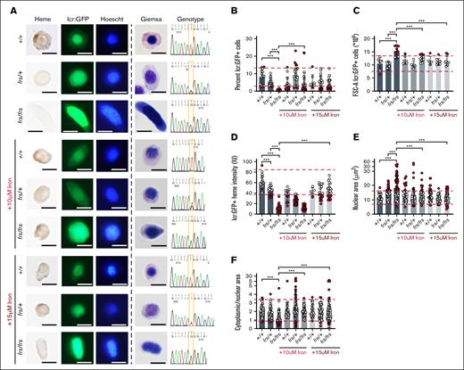 Sorting, imaging, and genotyping of single 3-dpf zebrafish WT, frs/+, and frs/frs embryos demonstrate feasibility of sorting erythroid cells from single embryos; iron supplementation significantly ameliorates the effects of mfrn1 deficiency. (A) Sorting of GFP+ erythroid cells from single zebrafish embryos onto slides and followed by benzidine and Hoechst, or Giemsa staining. Genomic DNA was extracted from unsorted cells/debris and subjected to PCR with primers flanking the mutation region; the isolated PCR product was sequenced. Heterozygotes had overlapping nucleotide peaks at the mutation site. GFP+ WT cells were benzidine stained, indicating that sorted cells were from the erythroid lineage; iron treatment showed some evidence of toxicity (wrinkled morphology, decreased benzidine staining of individual cells). Both Hoechst and Giemsa staining revealed that frs/frs erythroid cells had very enlarged nuclei. This phenotype was largely reversed by iron supplementation. (B) Both frs/+ and frs/frs mutant embryos had a significantly decreased number of erythroid cells. Erythroid cell proportion in frs/frs were significantly increased by iron treatment. (C) FSC analysis indicates that frs/frs erythroid cells are significantly larger than WT and frs/+. This abnormality was largely reversed by iron supplementation. (D) ImageJ analysis of benzidine stained cells indicated a significant decrease in heme staining in both frs/+ and frs/frs erythroid cells (see supplemental Figure 3). Iron supplementation (15 μM) was required for restoration of hemoglobinization levels to WT. (E) ImageJ analysis of Giemsa-stained cells revealed that frs/+ and frs/frs erythroid cells had enlarged nuclei. These phenotypes could be reversed by iron supplementation. (F) The ratio of cytoplasmic/nuclear area was decreased in frs/+ and frs/frs erythroid cells and these phenotypes could be reversed by iron supplementation though cell shapes qualitatively remained more variable than WT cells (see supplemental Figure 4). ∗∗∗ Indicates >95% significance. FSC-A, forward scatter.