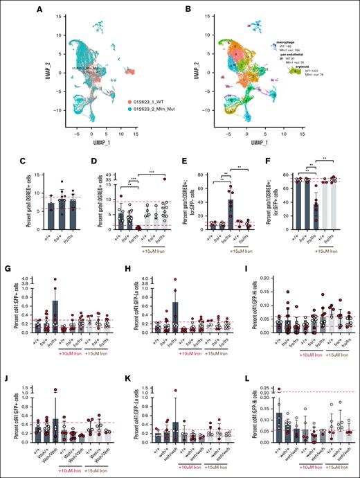 Mfrn1 is primarily required for erythroid cell maturation; neither mfrn1 (frs) nor fpn1 (weh) mutants have significant increases in the thrombocytic lineage that indicate lineage shifts in the MEP population. (A-B) scRNA-seq analysis indicates that the primary phenotype of mfrn1 deficiency is in formation of the mature erythroid lineage, which is gata1a−/globin+. There is also a significant defect in the development of gata1a+ erythroid cells in frs/frs mutants. (C) frs/frs mutants had normal proportions of gata1a+ cells at 24 hpf, indicating normal formation of erythroid precursors. (D) Vehicle-treated frs/frs mutants had a significant decrease in the proportion of gata1a+ cells at 72 hpf that was rescued to WT levels with 15 μM Fe-hinokitiol. (E-F) frs/frs mutant embryos have a significantly higher proportion of gata1a+:lcr-−cells and lower proportion of gata1a+:lcr+ cells at 72 hpf that is rescued to WT levels with 15 μM Fe-hinokitiol. (G) At 96 hpf, there was no significant difference in the proportion of CD41+ cells between vehicle-treated WT, frs/+, or frs/frs embryos. (H) frs and frs/frs mutants did not experience alterations in the development of cd41low cells, indicating that development of the adult hematopoietic stem cell population was unaltered. (I) frs and frs/frs mutants did not experience alterations in the development of CD41high cells, indicating that development of the thrombocyte population was unaltered. (J) At 96 hpf, FPN1 mutation status or iron treatment did not alter percentages of total CD41+ cells. (K) fpn1 mutants did not experience alterations in the development of CD41low cells, indicating that development of the adult hematopoietic stem cell population was unaltered. (L) fpn1 mutants did not experience alterations in the development of CD41high cells, indicating that development of the thrombocyte population was unaltered. ∗∗P < .01; ∗∗∗P < .001. mut, mutant; UMAP, uniform manifold approximation and projection.