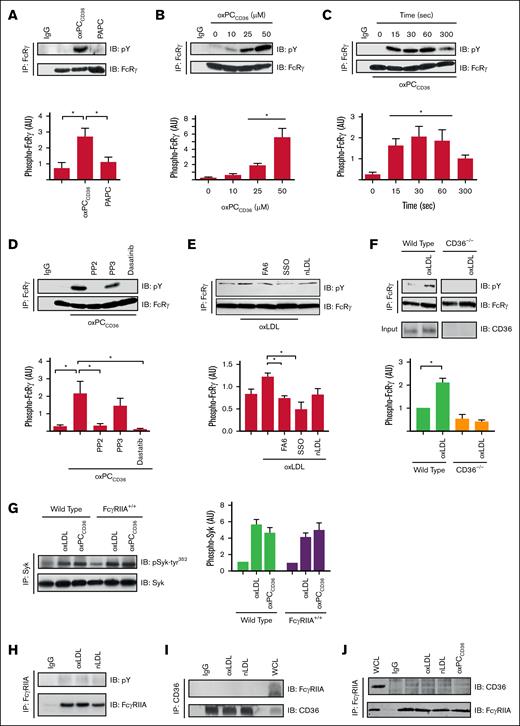 CD36 stimulation results in tyrosine phosphorylation of the FcRγ. (A) Washed human platelets (7 × 108/mL) were either untreated or treated with oxPCCD36 (25 μM) or PAPC (25 μM) for 15 seconds. FcRγ was immunoprecipitated and immunoblotted for phospho-tyrosine and FcRγ. Representative blots (upper) and densitometric analysis (lower) of 6 independent experiments. ∗P < .05. (B) As in panel A, except platelets were stimulated with increasing concentrations of oxPCCD36 (10-50 μM) for 15 seconds. Representative blots (upper) and densitometric analysis (lower) of 3 independent experiments. ∗P < .05. (C) As in panel A, except platelets were stimulated with oxPCCD36 (25 μM) for up to 300 seconds. Representative blots (upper) and densitometric analysis (lower). ∗P < .05. (D) As in panel A, except platelets were pretreated with either PP2 (20 μM), PP3 (20 μM), or dasatinib (10 μM) for 3 minutes, followed by stimulation with oxPCCD36 (25 μM; 15 seconds). Representative blots (upper) and densitometric analysis (lower) of 4 independent experiments. ∗P < .05. (E) As in panel A, except platelets were pretreated with FA6-152 (1 μg/mL) or SSO (50 μM) for 5 minutes, followed by stimulation with oxLDL (50 μg/mL; 15 seconds). Representative blots (upper) and densitometric analysis (lower) of 3 independent experiments. ∗P < .05. (F) Washed platelets (7 × 108/mL) from WT and CD36−/− mice, either untreated or treated with oxLDL (50 μg/mL) for 30 seconds, were lysed; FcRγ was immunoprecipitated and immunoblotted for phospho-tyrosine, FcRγ, and CD36. Representative blots (upper) and densitometric analysis (lower) of 3 independent experiments. ∗P < .05. (G) Washed platelets (5 × 108/mL) from either WT or FcγRIIA+/+ mice were untreated or treated with oxLDL (50 μg/mL) or oxPCCD36 (50 μM) for 1 minute. Platelets were lysed; Syk was immunoprecipitated and immunoblotted for phospho–Syk-tyr352 and Syk. Representative blots (left) and densitometric analysis of phospho-Syk (right) of 3 independent experiments. ∗P < .05. (H) Washed human platelets (5 × 108/mL) were untreated or treated with oxLDL (50 μg/mL) or nLDL (50 μg/mL) for 1 minute. Platelets were lysed; FcγRIIA was immunoprecipitated and immunoblotted for phospho-tyrosine and FcγRIIA. Representative blots of 3 independent experiments. (I) As in panel H, except platelets were lysed; CD36 was immunoprecipitated and immunoblotted for FcγRIIA and CD36. Representative blots of 3 independent experiments. (J) As in panel H, except platelets were also stimulated with oxPCCD36 (25 μM), and lysed, and FcγRIIA was immunoprecipitated and immunoblotted for CD36 and FcγRIIA. Representative blots of 3 independent experiments. AU, arbitrary units; IgG, immunoglobulin G; pY, phospho-tyrosine; SSO, sulfosuccinimidyl oleate.