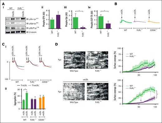 OxLDL-induced platelet activation requires the FcRγ. (A) Washed platelets (5 × 108/mL) from WT and FcRγ−/− mice were either unstimulated or stimulated with oxLDL (50 μg/mL) for 15 seconds and then lysed. Lysates were immunoblotted for pSrc-tyr416, pSyk-tyr352, pSLP-76-tyr128, and β-tubulin. Representative blots (i) and densitometric analysis (ii-iv) of 4 independent experiments. ∗P < .05. (B) Washed platelets (2.5 × 108/mL) from WT, FcRγ−/−, and CD36−/− mice were incubated with a combination of apyrase (2 U/mL), indomethacin (10 μM), and EGTA (1 mM) for 15 minutes and then stimulated with oxLDL (50 μg/mL) for 2 minutes. Representative traces of 4 independent experiments. (C) Washed platelets (2.5 × 108/mL) from WT, FcRγ−/−, or CD36−/− mice were either incubated with oxLDL (50 μg/mL; red line) or nLDL (50 μg/mL; black line) for 30 seconds followed by stimulation with thrombin (0.02 U/mL) and aggregation was recorded for 4 minutes. Representative aggregation traces of 3 independent experiments (i) and aggregation (percent) (ii) expressed mean ± standard error of the mean (SEM; n = 3). ∗P < .05. (D) Whole blood from WT and FcRγ−/− mice was incubated with oxLDL (100 μg/mL) or vehicle for 1 minute and then perfused at arterial shear 1000 s−1 for 2 minutes over immobilized fibrinogen (100 μg/mL). Images of adherent platelets were taken by fluorescence microscopy. Representative images of arterial flow experiments (left panels) and surface coverage (percent) presented as a function of time (right panels). Data are expressed mean ± SEM (n = 5). ∗P < .05. Fgn, fibrinogen; pSLP-76-tyr128, phospho–SLP-76-tyr128; pSrc-tyr416, phospho–Src-tyr416; pSyk-tyr352, phospho–Syk-tyr352; T, thrombin.