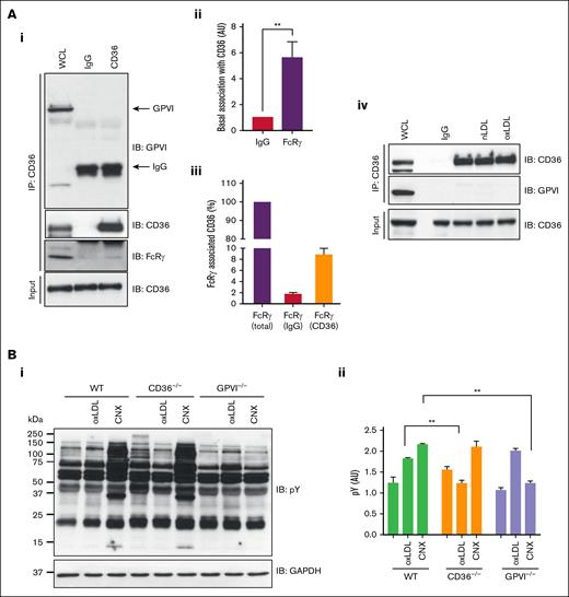 CD36 association with FcRγ is independent of GPVI in platelets. (A) CD36 was immunoprecipitated from washed human platelets (7 × 108/mL) and immunoblotted for GPVI, CD36, and FcRγ. (i) Representative blots, (ii) densitometric analysis of FcRγ, and (iii) percentage of total FcRγ associated with immunoprecipitated CD36, from 5 independent experiments. (iv) As in subpanel i, except platelets were untreated or treated with oxLDL (50 μg/mL) or nLDL (50 μg/mL) for 15 seconds. Representative blots from at least 3 independent experiments. (B) Washed platelets (5 × 108/mL) from WT, CD36−/−, and GPVI−/− mice were either untreated or treated with oxLDL (50 μg/mL) or CNX (500 ng/mL), lysed, and immunoblotted for phospho-tyrosine. Membranes were stripped and reprobed with GAPDH antibody. (i) Representative blots and (ii) densitometry analysis for phospho-Syk from 3 independent experiments. ∗∗P < .01. CNX, convulxin; GAPDH, glyceraldehyde-3-phosphate dehydrogenase; IgG, immunoglobulin G; WCL, whole-cell lysate.