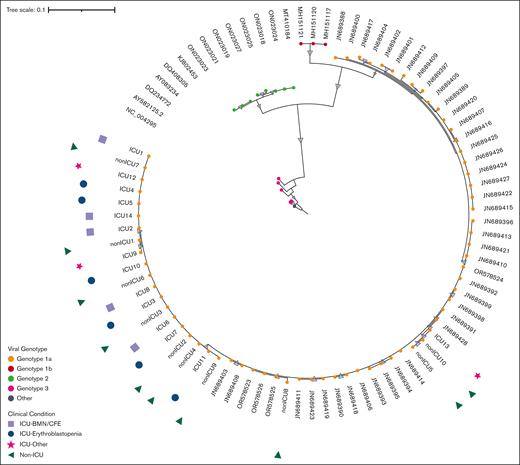 Phylogenetic tree of NS1-VP1 sequence in patients with parvovirus B19 infection and different clinical conditions. This figure shows NS1-VP1 genome phylogenetic analysis including sequences from contextual references (eg, JN689428), and sequences from ICU and non-ICU patients (eg, ICU13 or non-ICU10). All patients from this cohort presented with genotype 1a (genotype 1a, 1b, 2, and 3 sequences are colored in orange, red, green, and pink, respectively). Samples from ICU and non-ICU patients did not form separate clusters, and the 3 phenotypes of ICU patients (ie, erythroblastopenia in blue; BMN/CFE in lilac, and other vaso-occlusive manifestations in pink) were equally distributed within the ICU-related viral sequences.