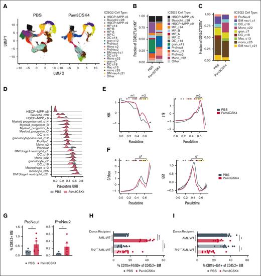 TLR2 signaling induces AML cell transcriptional reprogramming. (A) UMAP projection of iterative clustering and guide-gene selection (ICGS2) of CD45.2+Dnmt3a+/−Flt3ITD AML cells single-cell RNA sequencing on sorted BM of transplanted CD45.1+ WT mice 24 hours after treatment with PBS or Pam3CSK4 (n = 2/group). Experimental schematic supplemental Figure 2A. (B-C) Fraction of cells in each cluster from sorted CD45.2+Lin−cKit+ cells (B) and CD45.2+CD11b+ cells (C). (D) Density plot depicting pseudotime (URD) on the x-axis and relative cell abundance on the y-axis. The density is scaled to total number of cells within a given cell type and treatment condition (PBS: gray, Pam3CSK4: red). (E-F) Transcription factor activity across pseudotime of Klf4 (left) and Irf8 (right) (E), C/ebpa (left) and Gfi1 (right) (F), in PBS (gray) and Pam3CSK4 (red) treatment groups. Vertical bars at the top of each graph indicate median pseudotime value for each cell-type pseudotime, to provide context for cell type (B-C). Bracketed pseudotime m1 and m2 indicate cell types with increased monocyte-specifying Klf4 and Irf8 activity and g1 indicates cell types with decreased granulocyte-specifying C/ebpa and Gfi1 activity in Pam3CSK4 treatment. (G) Average ± SEM percent proNeu1 (left) and proNeu2 (right) of CD45.2+Dnmt3a+/−Flt3ITD AML cells in WT recipient mice 24 hours after PBS or Pam3CSK4 treatment (n = 6/group). (H-I) Average ± SEM percent CD11b+F4/80+ (H) and CD11b+Gr1+ (I) of CD45.2+ BM. (H-I) Replicates for donor-recipient transplants include AML-WT (n = 9/group) and Tlr2−/−AML-WT (n = 12/group). Statistical significance was calculated by unpaired t test (G) and ordinary 1-way ANOVA using Tukey multiple comparison test (H-I). ∗∗∗∗P < .0001, ∗∗∗P < .001, ∗∗P < .01, ∗P < .05. BM neu, BM neutrophil; DC, dendritic cell; gran, granulocytic; HSCP, hematopoietic stem cell progenitor; Mac, macrophage; Mono, monocyte; MP, myeloid progenitor.