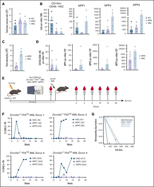 Functional identification of Dnmt3a+/−Flt3ITD LSC population. (A-D) Moribund de novo Dnmt3a+/−Flt3ITD AML (n = 4) and age-matched Flt3ITD MPN (n = 5) and WT control (n = 4) mice. (A) Average ±SEM total BM. (B) Average ± SEM HSC (CD150+CD48−CD34−CD135−LSK), MPP1, MPP2, and MPP3 cells per million total BM. (C) Average ± SEM total spleen. (D) Average ± SEM HSC (CD150+CD48−CD34−CD135−LSK), MPP1, MPP2, and MPP3 cells per million total spleen. (E) Experimental schematic for panels F,G. Immunophenotypic HSC (CD150+CD48−CD34−CD135−LSK), MPP1 (CD150+CD48−CD34+CD135−LSK), or MPP2 (CD150+CD48+CD34+CD135−LSK) Dnmt3a+/−Flt3ITD AML cells (CD45.2+) were sorted and transplanted into CD45.1+ WT recipient mice. Peripheral blood (PB) chimerism evaluated at indicated time points after transplant. (F) Average ±SEM percent CD45.2+ cells in PB (n = 4 HSC/MPP1/MPP2 matched donor sets with n = 1 recipient/cell-type). (G) LSC estimation for each Dnmt3a+/−Flt3ITD AML cell-type from panel F. Statistical significance by ordinary 1-way ANOVA using Tukey multiple comparison test (A-D), or ELDA analysis (G).