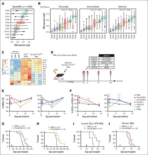 TLR2 expression and activation extends survival of AML-bearing mice. (A) Box plots of log2 RNA expression of TLR1-TLR10 in patients with AML (n = 483). (B) Box plots of log2 RNA expression of TLR1-TLR10 in patients with AML with DNMT3A, FLT3, or coincident DNMT3A/FLT3, or other mutations (n = 483). (C) Heat map of Tlr1-Tlr13 expression in cKit+ cells isolated from moribund Dnmt3a+/−Flt3ITD AML mice (n = 3) and age-matched Flt3ITD MPN (n = 3). WT mouse LSK, CMP, and GMP are shown as a normal baseline comparison. (D) Transplantation and treatment schematic for panels E-G. CD45.2+Dnmt3a+/−Flt3ITD AML cells transplanted into CD45.1+ WT recipient mice. Treatment was initiated 14 days after transplant. PB collection time points indicated “t” in days after treatment with indicated TLR agonists. (E) Average ± SEM percent CD45.2+Dnmt3a+/−Flt3ITD AML cells in PB from transplanted mice. Day 0 time point was immediately before treatment, then sampling at days 1, 7, and 15 after treatment with PBS, Pam3CSK4, Pam2CSK4, Poly(I:C), Poly(A:U), LPS, or R848 (n = 3/group). Arrow indicates agonist treatment. (F) Average ± SEM percent CD11b+ cells in CD45.2+Dnmt3a+/−Flt3ITD PB cells from transplanted mice. Day 0 time point was immediately before treatment, then sampling at days 1, 7, and 15 after treatment with PBS, Pam3CSK4, Pam2CSK4, Poly(I:C), Poly(A:U), LPS, or R848 (n = 3/group). Arrow indicates agonist treatment. (G) Kaplan-Meier survival curves of Dnmt3a+/−Flt3ITD AML-transplanted mice (n = 15/group) and treated with Pam3CSK4 or PBS control. Arrow indicates treatment on day 14 after transplant. (H) Kaplan-Meier survival curves of Dnmt3a+/−Flt3ITD AML-transplanted mice (n = 15/group) and treated with Pam2CSK4 or PBS control. Arrow indicates treatment on day 14 after transplant. (I) Kaplan-Meier survival curves of murine MLL-AF9 AML-transplanted WT recipients treated with 1 dose of Pam3CSK4 or PBS control. Arrow indicates time of treatment (n = 5/group). (J) Kaplan-Meier survival curves of human OCI-AML3 AML cells transplanted into NSG recipient mice treated with PBS (n = 16) or Pam3CSK4 (n = 15). Arrow indicates treatment on day 10 after transplant. Statistical significance by unpaired t test (E-F) or Kaplan-Meier log rank test (G-J). ∗∗∗∗P < .0001, ∗∗∗P < .001, ∗∗P < .01, ∗P < .05. SEM, standard error of the mean.