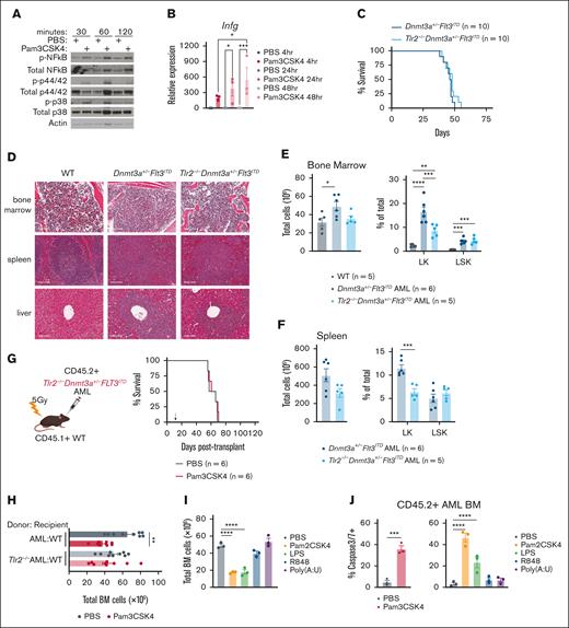 Cell-intrinsic requirements for Tlr2 expression in AML. (A) Western blot analysis of Tlr2 pathway (NF-κB, p42/44, p38) activation in response to Pam3CSK4 or PBS treatment in Dnmt3a+/−Flt3ITD AML cells. Treatments were performed in vitro for the indicated times. β-actin served as loading control. (B) Average ± SEM relative expression of Infg by RT-qPCR in response to Pam3CSK4 or PBS treatment in Dnmt3a+/−Flt3ITD AML cells. Treatments were performed in vitro for the indicated times (n = 3/group). (C) Kaplan-Meier survival curves of de novo Dnmt3a+/−Flt3ITD AML and Tlr2−/−Dnmt3a+/−Flt3ITD AML mice (n = 10/group). (D) Histopathology of BM, spleen, and liver sections from moribund de novo Dnmt3a+/−Flt3ITD AML and Tlr2−/−Dnmt3a+/−Flt3ITD AML or age-matched WT mice. (E) Average ± SEM total BM counts (left) and average ± SEM percent Lin−cKit+ (LK) and Lin−cKit+Sca1+ (LSK) (right) populations in BM from age-matched WT (n = 5) and moribund de novo Dnmt3a+/−Flt3ITD AML (n = 6) and Tlr2−/−Dnmt3a+/−Flt3ITD AML (n = 5) mice. (F) Average ± SEM (left) total SP counts and average ± SEM percent LK and LSK (right) populations in spleens from moribund de novo Dnmt3a+/−Flt3ITD AML (n = 6) and Tlr2−/−Dnmt3a+/−Flt3ITD AML (n = 5) mice. (G) Schematic (left) of CD45.2+Tlr2−/−Dnmt3a+/−Flt3ITD AML-transplanted mice into CD45.1+ WT recipient mice, treatment schematic in panel D. Kaplan-Meier survival curves (right) of Tlr2−/−Dnmt3a+/−Flt3ITD AML-transplanted mice (n = 6/group). Arrow indicates treatment on day 14 after transplant. (H) Average ± SEM total BM counts of Dnmt3a+/−Flt3ITD AML-transplanted WT recipients (AML:WT, n = 9/group) and Tlr2−/−Dnmt3a+/−Flt3ITD AML-transplanted WT recipients (Tlr2−/−AML:WT, n = 9/group) 24 hours after treatment with Pam3CSK4 or PBS control. (I) Average ± SEM total BM counts of Dnmt3a+/−Flt3ITD AML-transplanted WT recipients 24 hours after treatment with indicated TLR agonist or PBS control (n = 3/group). (J) Average ±SEM percent of cleaved caspase 3/7+ BM cells from Dnmt3a+/−Flt3ITD AML-transplanted WT recipients 24 hours after treatment with indicated TLR agonist or PBS control (n = 3/group). Statistical significance by ordinary 1-way analysis of variance (ANOVA) using Tukey multiple comparison test (B,E-F,H-I,J, right) or unpaired t test (J, left), or Kaplan-Meier log rank test (C,G). ∗∗∗∗P < .0001, ∗∗∗P < .001, ∗∗P < .01, ∗P < .05.