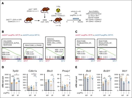 Chronic administration of pegIFNα preferentially activates p53 and apoptotic transcriptional programs in Jak2V617F LT-HSCs compared to WT. (A) Experimental schematic for determining the effect of chronic pegIFNα administration (600ng, weekly) on transcript expression in Jak2fl-V617F/+;Tg(E2A-cre) (VF, CD45.1–/CD45.2+) or Jak2+/+ (WT, CD45.1+/CD45.2–) LT-HSCs isolated from the bone marrow (BM) of chimeric mice treated with either vehicle (V, n = 6) or pegIFNα (P, n = 6) (B-E). (B) Gene set enrichment analysis (GSEA) comparing transcript expression in WT LT-HSCs isolated from chimeric mice treated with pegIFNα (WT-P, n = 6) with that in WT LT-HSCs treated with vehicle (WT-V, n = 6). (C) GSEA comparing transcript expression in WT LT-HSCs (WT-P, n = 6) vs VF LT-HSCs (VF-P, n = 6) isolated from chimeric mice treated with pegIFNα. (D) Normalized read count for Trp53 and the p53 target genes, Cdkn1a (p21), Bbc3 (Puma), and Pmaip1 (Noxa), as determined by RNA sequencing of WT or VF LT-HSCs isolated from chimeric mice treated with either vehicle (V) or pegIFNα (P)(n = 6/group). (E) Normalized read count for transcripts encoding prosurvival proteins, Bcl2, Bcl-xL (Bcl2l1), and Mcl-1, as determined by RNA sequencing of WT or VF LT-HSCs isolated from chimeric mice treated with either V or pegIFNα (P)(n = 6/group). Individual data points represent data generated from independent recipient mice. ∗P < .05; ∗∗P < .01; ∗∗∗P < .001∗∗∗; ∗∗∗∗P < .0001. FDR, false discovery rate; mRNA, messenger RNA; NES, normalized enrichment score; WBM, whole bone marrow.
