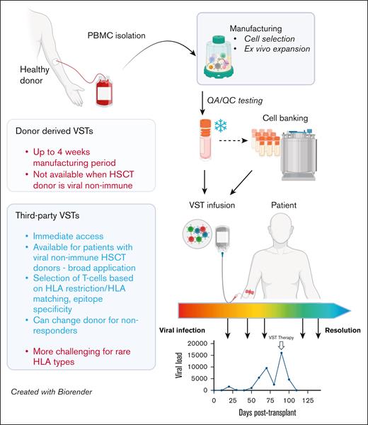 Comparison of functional and operational characteristics between donor-derived and third-party VSTs. VSTs can be manufactured from PBMCs from HSC donors (left) or healthy third-party donors (right) using similar methods, including cell selection or ex vivo expansion. Following required quality assurance/control testing, VSTs can be cryopreserved for either directed use or banking, and infused into patients for either prevention or treatment of targeted viral infections. Response assessment is dependent on trending of viral polymerase chain reactions, though correlative studies of cellular responses to viral antigens may also be useful when available. HSCT, hematopoietic stem cell transplant; QA/QC, quality assurance/quality control. Figure created with BioRender.com. Djassemi N. (2025) https://app.biorender.com/illustrations/66fef6394004c2128b84bcb1.