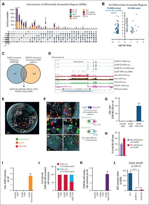 Chromatin accessibility in ELDR-overexpressing AML cell lines. (A) ATAC-seq was performed in ELDR-overexpressing THP-1 cell lines ELDR-C1 and ELDR-C3 vs EV control cell line (EV1) and NT cells. UpSet plot revealing the intersection of annotated regions in DARs from the ATAC-seq analysis indicated comparisons colored by genomic localization. The overlap of ELDR-overexpressing lines ELDR-C1 and ELDR-C3 vs control EV1 cells each contains 94 DARs (black arrow). Overlap of ELDR-overexpressing lines ELDR-C1 and ELDR-C3 vs control EV1 cells and vs NT cells each contain 44 DARs (asterisk). (B) Volcano plot of the 94 DARs identified in the UpSet plot under panel (A) indicating the DARs that are lost (closed) or gained (opened). The 39 α-satellite–containing regions are more closed in ELDR-C1 and ELDR-C3 vs control EV1 cells. (C) Venn diagram illustrating the overlap between proteins identified by ChIRP-MS to interact with ELDR and proteins that bind the centromere specific histone variant CENP-A.35,36 (D) Alignment of RNA-seq (from supplemental Figure 6C), ATAC-seq, and indicated ChIP-seq data at the α-satellite repeat containing centromere and neighboring regions of chromosome 5 to illustrate the localization of DARs and the binding of MLL-AF9, MLL, AF9, RUNX, and transcribed genes using the integrated genome viewer. Data for MLL-AF9 target genes by the MLL-AF9-Flag fusion protein were from GSE103947, data for MLL and AF9 were from GSE79899,37 and the data set for RUNX1 was from GSE217171. (E) Representative IMARIS-based 3D reconstruction of nuclei stained for centromeres for MLL-AF9 and smFISH for ELDR. (F) Magnification of the areas labeled “i-v” in panel (E) revealing colocalizations of ELDR and MLL-AF9 within 240 nm (blue and purple spots), centromere and MLL-AF9 within 500 nm (green and pink spots), and centromere and ELDR within 500 nm (green and pale blue spots). (G) Quantification of the colocalization of ELDR with MLL-AF9 per cell. n = 78 cells per condition. (H) Percentage of MLL-AF9 spots colocalized with ELDR or not over all MLL-AF9 spots. (I) Quantification of spots indicating colocalization of ELDR and centromere per cell. mEldr (murine Eldr) and IgG control (78 cells), ELDR and IgG control (78 cells), ELDR and centromere (74 cells). (J) Quantification of the percentage of cells among all analyzed cells with localization of ELDR/MLL-AF9 complexes in the vicinity of the centromere (radius 0.5 μm). (K) Quantification of ELDR-MLL-AF9 complexes in the vicinity of a centromere per cell with controls. n = 78 cells per condition. (L) Expression levels of the RNA of the HOR D5Z2 at the centromere of chromosome 5 in ELDR-overexpressing lines ELDR-C1 and ELDR-C3 vs EV1 assessed by RT-qPCR. Data are presented as mean +SD from 3 independent experiments. ∗∗∗P < .001; ∗∗∗∗P < .0001. P values were calculated using parametric unpaired t test (panel L).