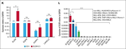 GFI1 occupies the ELDR promoter and regulates ELDR expression. (A) ChIP-seq data from THP-1 cells (GSE6322223) revealing enrichment of GFI1 recruitment at the 5′ end of the ELDR locus. (B) Schema of the human ELDR locus, which encompasses a region of 19 670 bases and encodes a lncRNA of 2941 bases. The ELDR locus is located downstream of the EGFR gene on human chromosome 7. (C) ChIP-seq data from THP-1 cells (GSE63222) reveal that GFI1 and LSD1 are evicted from the ELDR promoter after treatment with the LSD1i OG86. (D) ChIP–quantitative polymerase chain reaction (qPCR) with THP-1 cell extracts and an anti-GFI1 antibody using primers for the ELDR 5′ region. The GFI1 promoter itself served as a positive control and the ERICD locus as a negative control (n = 3 biological replicates). (E) Induction of ELDR expression after treatment of THP-1 cells with the LSD1i GSK2879552 (n = 3 biological replicates). (F) Reduction of GFI1 expression by short hairpin RNA (shRNA) (shGFI1) as compared with control nontargeting shRNA (shCtr) leads to an increase of ELDR expression in THP-1 cells. Western blot revealing knockdown of GFI1 in THP-1 cells. (G) Effect of the induction of endogenous ELDR expression by LSD1i on nearby genes within ±200 kbp. THP-1 cells were treated with LSD1i (GSK2879552) or DMSO (control). Reverse transcription–qPCR (RT-qPCR) measurement of EGFR, VOPP1, and LANCL2 RNA expression (n = 2 biological replicates for the PCR). (H) Overexpression of Gfi1 (Gfi1o/e) in RAW 264.7 cells as compared with NT cells leads to Eldr repression (n = 3 biological replicates). Western blot revealing overexpression of GFI1 in RAW 264.7 cells. (I) RT-qPCR analysis reveals overexpression of ELDR in THP-1 stable cell lines established with a lentiviral vector directing the expression of ELDR (ELDR-C1, ELDR-C3, ELDR-C5) or with an empty vector (EV1, EV2) (n = 3 biological replicates for the PCR). (J) RT-qPCR analysis reveals overexpression of ELDR in Mono-Mac-1 stable cell lines established with a lentiviral vector directing the expression of ELDR (ELDR-C5 and ELDR-C7) or with an empty vector (EV1, EV2) (n = 3 biological replicates for the PCR). (K) Effect of ectopic overexpression of ELDR in established ELDR-overexpressing cell lines on nearby genes within ±200 kbp. RT-qPCR measurement of EGFR, VOPP1, and LANCL2 RNA expression (n = 3 biological replicates for the PCR). (L) Expression of ELDR via RT-qPCR in different subtypes of AML cell lines (n = 3 technical replicates for the PCR). Data are presented as mean + standard deviation (SD). ∗∗P < .01; ∗∗∗P < .001; ∗∗∗∗P < .0001. P values were calculated using parametric unpaired t test (panels D-F,H,K); 1-way analysis of variance (ANOVA) with Holm-Šídák's for multiple comparisons test (panels G,I-J,L). DMSO, dimethyl sulfoxide; GAPDH, glyceraldehyde-3-phosphate dehydrogenase; ns, not significant.