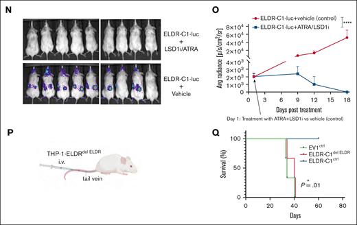 ELDR overexpression inhibits growth of AML in xenografts. (A) s.c. xenografts of ELDR-overexpressing THP-1 cell lines (ELDR-C1, ELDR-C3) and the EV control cell lines (EV1, EV2) in NSG mice. (B) Volume of tumors over time after the xenograft for ELDR-overexpressing line (ELDR-C1) and the EV1 control line measured by caliper. n = 6 mice in each group. (C) Weight of tumors at 4 weeks after the xenograft for ELDR-C1 and the EV1 control line. n = 6 mice in each group. (D) IV xenografts of ELDR-overexpressing THP-1 cell lines (ELDR-C1 and ELDR-C3) or EV1 control lines or NT THP-1 cells NT in NSG mice. (E) Percent of human CD45+ cells measured by FACS in organs of animals transplanted with the ELDR-C1 line or the EV1 control line 4 weeks after the IV xenograft. (F) Kaplan-Meier curve revealing disease-free survival after IV xenograft of the THP-1 ELDR-overexpressing cell lines ELDR-C1 and ELDR-C3 or the EV1 control line or NT cells as controls in NSG mice. n = 7 mice (ELDR-C1, ELDR-C3), n = 5 mice (EV1), n = 3 mice (NT); (statistical analysis: ELDR-C1 or ELDR-C3 vs EV1 or NT). (G) IV xenografts of the ELDR-overexpressing Mono-Mac-1 cell line (ELDR-C5, ELDR-C7) or the EV2 control line or NT Mono-Mac-1 cells (NT) in NSG mice. (H) Spleen weight of mice at 4 weeks after the xenograft that received ELDR-overexpressing Mono-Mac-1 cell lines ELDR-C5 and ELDR-C7 or the EV control cell line (EV2) or NT Mono-Mac-1 cells. n = 3 mice (EV2, ELDR-C5, ELDR-C7); n = 2 mice (NT). (I) Kaplan-Meier curve revealing disease-free survival of mice after an IV xenograft of the Mono-Mac-1 ELDR-overexpressing cell line ELDR-C5 or the EV2 and NT as controls in NSG mice. n = 6 mice (ELDR-C5), n = 3 mice (EV2), n = 3 mice (NT); (statistical analysis: ELDR-C5 vs EV2 or NT). (J) IV xenograft of ELDR-overexpressing cell line (ELDR-C1-Luc) or EV control line (EV-Luc) that also expresses a luciferase reporter gene into NSG mice. (K) Visualization of leukemic cells through monitoring of the luciferase signal. The figure illustrated is representative of the image captured on day 10 after IV injection and (L) quantification of radiance after the xenograft for the line ELDR-C1-Luc and the EV-Luc control line. n = 5 mice per group. (M) Kaplan-Meier curve revealing disease-free survival after IV xenograft of the THP-1 ELDR-overexpressing cell line ELDR-C1-Luc or the EV-Luc control line in NSG mice. n = 5 mice per group. (N) Visualization of leukemic cells (ELDR-C1-Luc) through monitoring of the luciferase signal after treatment of animals with LSD1i (GSK2879552)/ATRA or vehicle. The figure is representative of the image captured on day 18 of the treatment. (O) Quantification of radiance in mice after the xenograft of the line ELDR-C1-Luc and treatment of animals with LSD1i/ATRA or vehicle. n = 10 mice per group. (P) IV xenograft of ELDR-overexpressing THP-1 cell line (ELDR-C1ctrl) or the EV control cell line (EV1ctrl) vs ELDR-deleted cell line ELDR-C1del ELDR. (del ELDR: CRISPR/Cas9 with gRNAs specific to ELDR; ctrl: CRISPR/Cas9 with nontargeting gRNAs) into NSG mice. (Q) Kaplan-Meier curve for disease-free survival of mice after an IV xenograft of the ELDR-overexpressing cell line ELDR-C1ctrl vs the EV1ctrl and ELDR-C1delELDR as controls in NSG mice. n = 3 mice per group; (statistical analysis: ELDR-C1ctrl vs EV1ctrl or ELDR-C1del ELDR); (del ELDR: CRISPR/Cas9 with gRNAs specific to ELDR; ctrl: CRISPR/Cas9 with nontargeting gRNAs). Data are presented as mean + SD (panel O); ± SD (panels B,L). ∗P < .05; ∗∗P < .01; ∗∗∗P < .001; ∗∗∗∗P < .0001. P values were calculated using Mann-Whitney U test (panels B-C); 1-way ANOVA with Holm-Šídák's for multiple comparisons test (panel E); log-rank Mantel-Cox test (panels F,I,M,Q); 1-way ANOVA with Dunnett's multiple comparisons test (panel H); “CGGC permutation test”30 number of permutations selected: 10 000 (panels L,O). s.c., subcutaneous; ns, not significant.