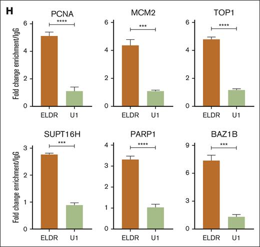 Subcellular localization of ELDR and ELDR-interacting proteins. (A) Detection of ELDR in the THP-1 cell line ELDR-C1 with smFISH revealing its predominantly nuclear localization; ELDR (white spots), DAPI staining (blue). Scale bar, 10 μm. (B) smFISH analysis with IMARIS image software for 3D reconstructions. ELDR is located predominantly in the nucleus (red spots), but also outside the nucleus (yellow spots). DAPI staining (blue). Scale bar, 10 μm. (C) Cell fractionation followed by RT-qPCR for ELDR confirms its predominant nuclear localization. Results are presented as percentage of RNA level. GAPDH was used as a positive control for the cytoplasmic RNA fraction, and MALAT1 was used as a positive control for the nuclear RNA fraction. n = 3 biological replicates. (D) Cell fractionation followed by RT-qPCR for ELDR reveals its percentage in the indicated cell compartments. (E) Proteins detected by ChIRP-MS with biotinylated oligos against ELDR in ELDR-C1 and ELDR-C3 cell lines ordered according to fold enrichment than the EV control cell line. (F) GO, KEGG, and REACTOME pathway analyses of ELDR-associated proteins found in the CHIRP-MS experiment. (G) Extracts of the ELDR-overexpressing cell line ELDR-C1 were incubated with biotinylated oligos covering ELDR. RNA-protein complexes were precipitated with streptavidin beads and analyzed by Western blot with antibodies against the indicated proteins. Actin and HDAC2 are controls that do not bind to ELDR. (H) RNA immunoprecipitation with antibodies against the indicated proteins from ELDR-overexpressing cells analyzed by RT-qPCR with primers covering ELDR or the U1 RNA as a control. Data are presented as mean + SD from 3 independent experiments. ∗∗∗P < .001; ∗∗∗∗P < .0001. P values were calculated using parametric unpaired t test (panels C, H). GAPDH, glyceraldehyde-3-phosphate dehydrogenase; GO, gene ontology.