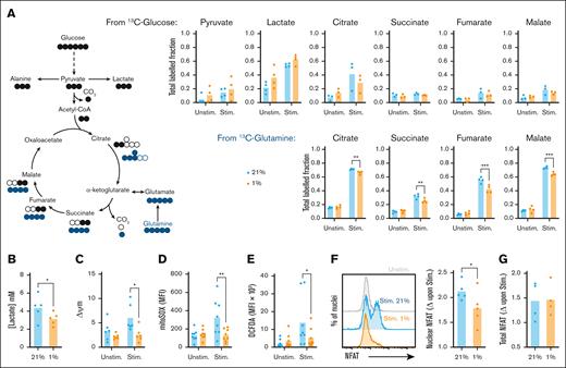 Stimulation-induced increases in CD8+ T-cell metabolism, ROS production, and nuclear NFAT translocation are impaired under hypoxia. (A) CD8+ T cells were cultured for 16 hours at 21% or 1% O2, stimulated via CD3/CD28 at these oxygen tensions as indicated for 24 hours in the presence of fully labeled 13C-glucose or 13C-glutamine, and assessed for fractional isotopic labeling of indicated metabolites by gas chromatography-mass spectrometry (GC-MS, summarized for n = 4 independent donors). (B) CD8+ T cells were cultured for 16 hours at 21% or 1% O2, stimulated via CD3/CD28 at these oxygen tensions as indicated for 48 hours, then assessed for excreted lactate by measurement of supernatant concentration (summarized for n = 5 independent donors). (C-G) CD8+ T cells cultured as in panel B were assessed after 24 hours for (C) mitochondrial membrane potential (Δψm, summarized for n = 6 independent donors), (D) mROS production (summarized for n = 8 independent donors), (E) total cellular ROS abundance (summarized for n = 8 independent donors), (F) nuclear (summarized for n = 5 independent donors), and (G) total NFAT abundance (summarized for n = 4 independent donors) within isolated nuclei and whole cells, respectively, all by flow cytometry. (F-G) Data are shown as change (Δ) calculated as MFI of stimulated sample/MFI of matched unstimulated sample. P values were calculated by (A-E) 2-way ANOVA and Holm-Sidak’s post hoc test or (F) paired t test. ∗P < .05, ∗∗P < .01.