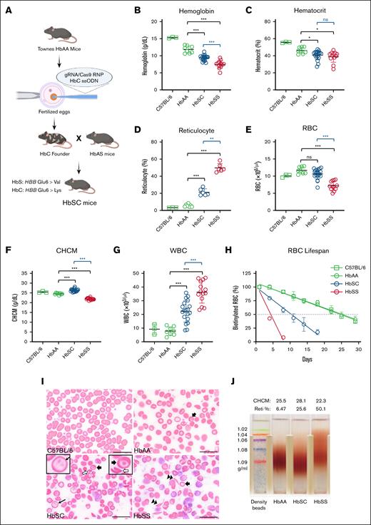 HbSC and HbSS mice exhibit distinct hematological properties. (A) Schematic representation of the generation of humanized HbSC mice. (B-G) Hematological indices in 4-month-old HbAA (n = 8; sex combined), HbSC (n = 19; sex combined), and HbSS mice (n = 12; sex combined) for Hb levels (B), hematocrit (C), reticulocyte counts (D), RBC counts (E), CHCM (F), and white blood cell (WBC) counts (G). (H) Shortened RBC life span in HbSC and HbSS mice. (I) Representative peripheral blood smears from C57BL/6, HbAA, HbSC, and HbSS mice. Thick arrows indicate target cells; hollow arrows, HbC crystal; thin arrow, double dimple cell; and double arrowhead, sickle cell. (J) Percoll density gradient analysis showing dense RBCs in HbSC mice. Hypodense RBCs apparent in HbSS mice probably represent reticulocytes. Comparisons to HbAA mice are indicated in green; comparisons between HbSC and HbSS mice are indicated in blue. Scale bars, 20 μm. Data are presented as mean ± standard deviation. ∗P < .05; ∗∗P < .01; ∗∗∗P < .001. CHCM, cellular Hb concentration mean; ns, no significant difference; RBC, red blood cell; Reti, reticulocyte.