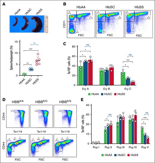 Ineffective erythropoiesis in HbSC and HbSS mice. (A) Splenomegaly was observed in HbSC and HbSS but not HbAA mice. (B) Representative flow cytometry density plots of bone marrow erythroid cells from HbAA, HbSC, and HbSS mice analyzed for forward scatter (FSC) and cell surface expression of Ter119 and CD71. Erythroid populations A (Ter119highCD71highFSChigh; basophilic erythroblasts), B (Ter119highCD71highFSClow; late basophilic and polychromatic erythroblasts), and C (Ter119highCD71lowFSClow; orthochromatic erythroblasts and reticulocytes) represent progressively more mature maturation stages. Dead cells, identified by DAPI staining, were excluded. (C) Summary of multiple flow cytometry studies of bone marrow performed as described for panel B. (D) Representative flow cytometry plots of bone marrow erythroid precursors stained for Ter119 and CD44. Populations I (proerythroblasts), II (basophilic erythroblasts), III (polychromatic erythroblasts), IV (orthochromatic erythroblasts and reticulocytes), and V (predominantly mature red cells) represent progressively more mature maturation stages. (E) Summary of multiple flow cytometry studies performed as described for panel D (HbAA, n = 3; HbSC, n = 3; HbSS, n = 3). Comparisons to HbAA mice are indicated in black; comparisons between HbSC and HbSS mice are indicated in blue. Data are presented as mean ± standard deviation; ∗P < .05; ∗∗∗P < .001. Ery, erythroid; ns, no significance; Pop, population.
