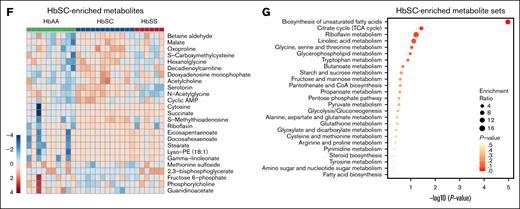 Metabolic profiles of HbSC and HbSS RBCs. (A) Principal component analysis of metabolomics profiles performed on RBCs from HbAA (n = 10; mixed sex), HbSC (n = 12; mixed sex), and HbSS mice (n = 6; mixed sex). (B) Shared and differentially enriched metabolites in RBCs of HbSC and HbSS mice compared to those in HbAA mice (|fold change| ≥ 1.2; P ≤ .05, by unpaired t test). (C) Heat map showing the top 50 differentially enriched metabolites in RBCs from HbAA (n = 10), HbSC (n = 12), and HbSS mice (n = 6). (D) Heat map showing the top 25 differentially enriched metabolites shared between HbSC and HbSS RBCs compared to HbAA RBCs (|fold change| ≥ 1.2; P ≤ .05, by unpaired t-test). (E) Top metabolite sets associated with shared metabolites in HbSC and HbSS RBCs. The top enriched metabolites sets were identified by metabolite set enrichment analysis using MetaboAnalyst v.5.0. (F) Heat map showing the top 25 differentially enriched metabolites in HbSC RBCs relative to HbSS RBCs compared to HbAA RBCs (|fold change| ≥ 1.2; P ≤ .05, by unpaired t-test). (G) Top metabolite sets associated with HbSC-enriched metabolites.