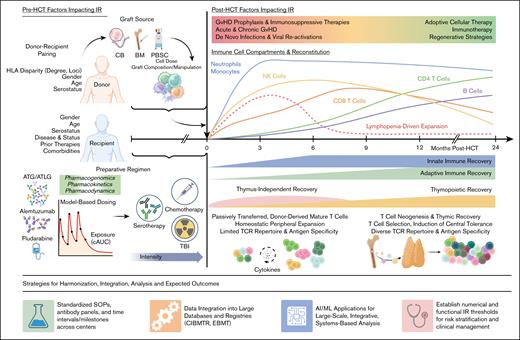 Global overview of post-HCT IR, pre- and post-HCT factors affecting IR and proposed strategies to optimize IR assessment. Pre-HCT factors affecting IR: IR kinetics are influenced by several modifiable and nonmodifiable factors, including the intensity and type of conditioning regimens; cell dose; graft composition; cell source (BM, PBSC, CB); degree and loci of HLA disparity; graft manipulation (eg, ex vivo or in vivo TCD); donor/recipient pairing; donor/recipient age; preparative regimens and drugs/serotherapy used for GVHD prophylaxis (including interindividual variability of pharmacogenomics, pharmacokinetics, and pharmacodynamics). Expanding tailored approaches beyond model-based dosing of ATG4-8 to other key variables, such as conditioning intensity, graft composition, and immune suppression strategies, could further optimize IR and improve transplant outcomes.4-8 Post-HCT factors affecting IR: after transplantation, several factors affect IR. Drugs used for GVHD prophylaxis or therapy, GVHD incidence, infections and viral reactivations can each negatively affect IR. Potential strategies to promote post-HCT IR may include adoptive cell therapies and immunotherapy or regenerative approaches. Immune cell compartments and reconstitution: initially, innate immune cells (blue) recover, followed by cells of the adaptive immune system (green). Posttransplant lymphocyte IR is posited to occur in 2 phases9,10: the earliest is a thymus-independent peripheral expansion (pink) of infused graft lymphocytes responding to host homeostatic cytokines.11 This is followed by a delayed, thymus-dependent, “regenerative” phase (orange) occurring months to years after HCT, wherein marrow-derived lymphocyte precursors mature to naïve T cells in the thymus. Thymopoiesis gives rise to a polyclonal TCR repertoire that confers full tolerance to host antigens. Strategies for harmonization, integration, analysis, and expected outcomes: development of shared standard operating procedures, flow cytometric antibody panels, and harmonization of timing of analysis, allows data comparison from different centers, integration in large databases, and potential applications of innovative machine learning/artificial intelligence tools. Together this effort will allow to establish functional thresholds for IR for stratification of patients and clinical management. AI, artificial intelligence; cAUC, cumulative area under the curve; CB, cord blood; CIBMTR, Center for International Blood and Marrow Transplant Research, EBMT, European Society for Blood and Marrow Transplantation; ML, machine learning; PBSC, peripheral blood stem cell; TBI, total body irradiation.