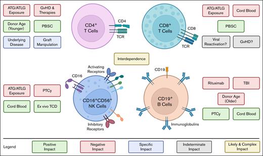 Immune recovery of the main cell subsets is positively or negatively influenced by different pre- and post-HCT factors and the subsets are interconnected. Recovery of CD4+ T cells is negatively affected by excessive exposure to ATG/ATLG and by immune suppressive GVHD therapies. Conversely, young donor age and use of PBSC as source for HCT hasten CD4+ T-cell recovery. Specific graft manipulations and underlying diseases can variably augment or hinder CD4+ T-cell IR. ATG/ATLG also impairs CD8+ T-cell recovery, along with using CB as a graft source,12 likely due to the naivety of CB CD8+ T cells. The use of PBSC may hasten recovery of CD8+ T-cell IR. The impact of viral reactivations and GVHD remains to be fully characterized. Although higher numbers of CD8+ T cells may offer protection against viral reactivation, this may also indicate an already active antiviral response and/or alloimmunity.13 As for GVHD, the correlation with CD8+ counts is also not established but in some studies increased CD8+ T-cell counts were observed in patients who have ongoing aGVHD1 or cGVHD.12,14 ATG/ATLG exposure or use of PTCy can delay recovery of NK cells, whereas use of CB or ex vivo TCD promotes early NK cell recovery.15-18 In 1 retrospective cohort study of 499 patients, median numbers of NK cells at 1 month after HCT were reduced after PTCy (20 cells per μL), when compared with ATLG (79-113 cells per μL) or neither PTCy nor ATLG (210 cells per μL). These differences failed to persist after 2 months after HCT.18 Older recipient age has been associated with poorer B-cell IR, as well as use of rituximab, or TBI, which can lead to long-term B-cell defects characterized by lower naïve B cells and switched memory B cells for up to 2 years after HCT.19,20 B-cell IR is faster after HCT with CB or after PTCy. Several studies indicate an interconnection among recovery of different lymphocyte subsets that needs better characterization.13,21 ATLG, anti–T lymphoglobulin; CB, cord blood; PBSC, peripheral blood stem cell; TBI, total body irradiation.