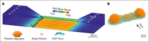Shear-dependent assembly of a transverse VWF–platelet cable in a stenosed microchannel. (A) Schematic illustrating left-to-right flow through a stenotic channel mimicking an artery, with associated high-shear thrombi. Channel walls are color-mapped by wall shear stress (blue, low; red, high), with peaks and steep gradients at the constriction slopes and throat. At the upstream edge, a large transverse occlusive mass spans the entire cross-section, composed of parallel platelet strings joined by VWF fiber “yarns.” (B) Schematic showing 2 platelet aggregates (orange), at the stenosis entrance, bridged by dense bundles of ULVWF fibers. These fibers form a high surface-area scaffold that tethers platelets and connects aggregates into a continuous transverse cable, resisting hydrodynamic drag and promoting luminal occlusion under high shear.