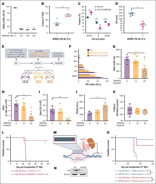 Enhanced AR expression increases the aggressiveness of AML donor cells. (A) Viability of 1° WT high AR–expressing AML cells treated with ARN509 at 0, 50, 100, and 150 nM for 24 hours (n = 4). The frequency of CD45.1+ AML cells was assessed by flow cytometry. (B) The frequency of the Annexin V+7AAD– population in 1° WT high AR–expressing AML cells treated with ARN509 at 0 or 150 nM for 24 hours (n = 5) pregated for the identification of CD45.1 by flow cytometry. (C) Cell cycle analysis of 1° WT high AR–expressing AML cells treated with ARN509 at 0 or 150 nM for 24 hours (n = 5). The cells were first gated on Forward Scatter-Area/Height, FSC-A/FSC-H, and FSC-A and Side Scatter-Area, SSC-A, to acquire singlets. AML cells were identified as the CD45.1+ population and further evaluated for cell cycle phase using the Dean-Jet-Fox model in the FlowJo software program. (D) Primary WT high AR–expressing AML cells were plated in methylcellulose medium (2500 cells per well, 4 replicates) with/without 150 nM ARN509. The CFUs were counted on day 8. (E) Secondary transplantation was done retro-orbitally with 1° CD45.1 WT high AR–expressing AML donor cells to CD45.2 WT female recipients; at 1 week after transplantation, the mice were administered ARN509 daily at 10 mg/kg or 25 mg/kg intraperitoneally for 2 weeks. Mice were euthanized at 3 weeks after transplantation; the blood, bone marrow, and spleen were sampled (n = 5-7 in each group). (F) Complete blood count (CBC) analysis of recipient mice in panel E at the end point. (G) Spleen weights (milligram) of recipient mice in panel E at the end point. (H-I) Counts of AML cells in the Lin– (H) and LIC (I) populations in the spleen of recipient mice in panel E at the end point. (J) Count of platelets in the periphery of recipient mice in panel E at the end point. (K) Body weight change expressed as the ratio of body weight before the treatment and at the end point in panel E. (L) A Kaplan-Meier curve was generated to estimate the survival of female recipients transplanted with 1° WT high AR–expressing AML cells after in vitro culture in the absence or presence of 150 nM ARN509. Survival was followed up for 60 days after transplantation. ∗P < .05; ∗∗P < .01, as determined by a log-rank test. (M) Illustration showing the targeted knockdown of Ar by a CRISPR interference technique that targets the promoter of Ar. (N) Knockdown of AR was assessed by western blot. (O) Survival analysis of 2° male and female recipients transplanted with WT high AR–expressing or AR KD AML cells; ∗P < .05; ∗∗P < .01, as determined by a log-rank test. Panels A-D, error bars represent the mean ± SEM of the replicates. ∗P< .05; ∗∗P < .01, as determined by a 1-tailed unpaired Student t test. Panels G-K, error bars represent the mean ± SEM of replicates. ∗P < .05; ∗∗P < .01, as determined by a 1-way analysis of variance (ANOVA) test. BA, basophil; Ctl, control; CFU, colony forming unit; EO, eosinophil; LY, lymphocyte; MO, monocyte; NE, neutrophil; PBS, phosphate-buffered saline.