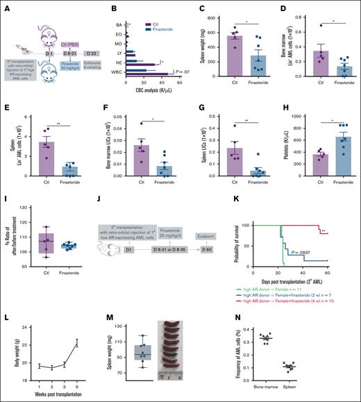 Blockage of DHT production in female recipients transplanted with high AR–expressing AML cells improves the disease outcome. (A) Secondary transplantation was done retro-orbitally with 1° CD45.1 high AR–expressing AML donor cells to CD45.2 WT female recipients; at 1 week after transplantation, the mice were administered 20 mg/kg finasteride daily intraperitoneally for 2 weeks. The mice were euthanized at 3 weeks after transplantation; the blood, bone marrow, and spleen were sampled (n = 5-7 in each group). (B) CBC analysis of recipient mice in panel A at the end point. (C) Spleen weights (milligram) of recipient mice in panel A at the end point. (D-E) Counts of AML cells in the Lin– population in the bone marrow (D) and spleen (E) of recipient mice in panel A at the end point. (F-G) Counts of LICs in the bone marrow (F) and spleen (G) of recipient mice in panel A at the end point. (H) Count of platelets in the periphery of recipient mice in panel A at the end point. (I) Body weight change, expressed as the ratio of body weight before the treatment and at the end point in panel A. (J) Scheme showing female recipients transplanted with high AR–expressing AML donor cells that received the in vivo treatment of intraperitoneal finasteride (20 mg/kg per day) for 2 or 4 weeks. (K) The Kaplan-Meier curve that was used to estimate the survival benefit of in vivo finasteride treatment up to 63 days after transplantation; ∗P < .05; ∗∗P < .01, as determined using a log-rank test. (L) Eight mice in the group of female recipients that were treated with 4 weeks of finasteride (high AR–expressing donor → female + finasteride 4 week) in panel K were euthanized at day 63. The body weights of those mice were measured after transplantation. (M) Spleen weights (mg) of the recipient mice in panel L at the end point. (N) Counts of CD45.1+ AML cells in the bone marrow and spleen of mice in panel L at the end point. Panels B-I, M-N, error bars represent the mean ± SEM of the replicates. ∗P < .05; ∗∗P < .01, as determined using a 1-tailed unpaired Student t test. BA, basophil; Ctl, control; EO, eosinophil; LY, lymphocyte; MO, monocyte; NE, neutrophil; PBS, phosphate-buffered saline.
