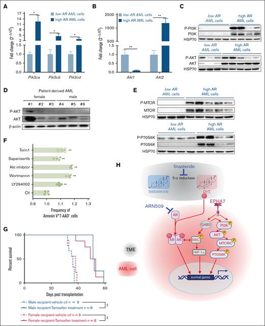 The PI3K/AKT/mTOR signaling pathway is upregulated to mediate the increased aggressiveness in high AR–expressing AML cells. (A-B) Expression of (A) the PI3K gene (Pik3ca, Pik3cb, and Pik3cd) and (B) the AKT gene (Akt1 and Akt2) assessed by qPCR in low and high AR–expressing AML cells. The data were normalized to low AR–expressing AML cells and Gapdh housekeeping gene (n = 6-10 biologic replicates). (C) Western blot showing the expression of P-PI3K, PI3K, P-AKT, and AKT in low and high AR–expressing AML cells. Each lane represents 1 biologic replicate. (D) Western blot showing the expression of P-AKT and AKT in female and male patient–derived AML cells. Each lane represents 1 biologic replicate. (E) Western blot showing the expression of P-MTOR, mTOR, P-p70S6K, and p70S6K in low and high AR–expressing AML cells. Each lane represents 1 biologic replicate. (F) Flow cytometric analysis of apoptosis in high AR–expressing AML cells treated with 10 μM LY294002, 10 nM wortmannin, 10 μM Akt inhibitor, 10 nM sapanisertib, or 250 nM torin1 for 24 hours; apoptotic cells were identified as the Annexin V+7-AAD–population. All data were normalized to and compared with vehicle treatment. (G) The survival curve of 2° male and female recipients transplanted with 1° Raptor TAM-iKO high AR–expressing AML cells. The mice were treated with tamoxifen (75 mg/kg per day in 100 μL corn oil, intraperitoneal injection for 5 days) at 1 week after transplantation and followed up for 60 days; ∗P < .05; ∗∗P < .01, as determined by the log-rank test. (H) Schematic illustration of the mechanism of action of finasteride and ARN509. Panels A-B, F, error bars represent the mean ± SEM of the replicates. ∗P < .05; ∗∗P < .01, as determined by a 1-tailed unpaired Student t test. TME, tumor microenvironment.