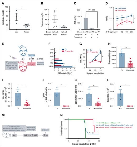Androgen signaling induces increased susceptibility to AML in male recipients. (A-B) The measurement of serum testosterone level in (A) healthy WT male (n = 3) and female (n = 5) mice and (B) WT male (n = 6) and female (n = 5) recipients transplanted with 1° high AR–expressing AML donor cells at the end point. (C) Measurement of the serum DHT level in WT male recipients transplanted with low AR–expressing AML donor cells in the absence or presence of in vivo finasteride treatment and WT female recipients transplanted with low AR–expressing AML donor cells at the end point (n = 3-5). (D) Viability of purified 1° low AR–expressing AML cells treated with DHT (0, 10, 100, 250 pg/mL; n = 4) in the absence or presence of 150 nM ARN509 for 24 hours. (E) Secondary transplantation was done retro-orbitally with 1° CD45.1 low AR–expressing AML donor cells to CD45.2 WT male recipients; at 1 week after transplantation, the mice were administered 50 mg/kg finasteride daily intraperitoneally for a week. Mice were euthanized at 4 weeks after transplantation; the blood, bone marrow, and spleen were sampled (n = 3-5 in each group). (F) CBC analysis of recipient mice in panel E at the end point. (G) Progression of the peripheral WBC numbers in recipient mice in panel E after transplantation. (H) Spleen weights (milligram) of recipient mice in panel E at the end point. (I-J) Counts of AML cells in the Lin- population in the bone marrow (I) and spleen (J) of recipient mice in panel E at the end point. (K-L) Counts of LICs in the bone marrow (K) and spleen (L) of recipient mice in panel E at the end point. (M) Scheme showing male recipients transplanted with low AR–expressing AML cells and that subsequently received in vivo intraperitoneal treatment of finasteride (20 mg/kg per day) for 2 or 4 weeks. (N) Kaplan-Meier curve used to estimate the survival benefit of in vivo finasteride treatment; ∗P < .05; ∗∗P < .01, as determined using a log-rank test. Panels A-C, F, H-L, error bars represent the mean ± SEM of replicates. ∗P < .05; ∗∗P < .01, as determined using a 1-tailed unpaired Student t test. Panels D,G, error bars represent the mean ± SEM of replicates. ∗∗P < .01, as determined using a 1-way ANOVA test. BA, basophil; Ctl, control; EO, eosinophil; LY, lymphocyte; MO, monocyte; NE, neutrophil; PBS, phosphate-buffered saline.