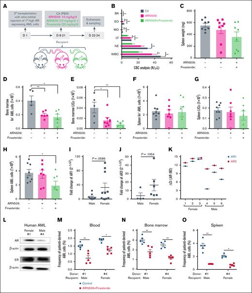 Combined inhibition of androgen production and ARs on high AR–expressing AML cells improves the outcome of AML. (A) Secondary transplantation was done retro-orbitally with 1° CD45.1 high AR–expressing AML donor cells to CD45.2 WT male recipients. At 1 week after transplantation, the mice were administered daily ARN509 at 10 mg/kg with or without finasteride at 20 mg/kg per day intraperitoneally for 2 weeks. The mice were euthanized at 3 weeks after transplantation; the blood, bone marrow, and spleen were sampled (n = 5-7 in each group). (B) CBC analysis of the recipient mice in panel A at the end point. (C) Spleen weights (milligram) of recipient mice in panel A at the end point. (D-G) Counts of the AML cells in the Lin- population and LICs in the bone marrow (D-E) and spleen (F-G) of recipient mice in panel A at the end point. (H) Counts of the total AML cells in the spleen of recipient mice in panel A at the end point. (I-J) qPCR analysis of AR1 (I) and AR3 (J) in AML cells derived from male (n = 10) and female (n = 10) patients. The data were normalized to male patient–derived AML cells and the 18S (RPS18) housekeeping gene. Patient samples that exhibited undetectable expressions were excluded. (K) qPCR analysis of AR1 and AR3 in AML cells derived from female (n = 3) and male (n = 3) patients. The data were presented as ΔCt. (L) A western blot showing the expression of ARs and ERs in female (1) and male (4) patient-derived AML cells. (M-O) Female (1) and male (4) patient-derived AML cells were transplanted retro-orbitally (500 000 cells per mouse) into 10 male and 10 female 11-week-old NSG mice under lethal irradiation (9.5 Gys), respectively. At day 90 after transplantation when the peripheral WBC levels reached 2000 to 3000/μL, mice were treated with or without finasteride (20 mg/kg) and ARN509 (25 mg/kg) intraperitoneally daily for 14 days. At day 127 after transplantation, these mice were euthanized, and the human cells were tested in peripheral blood (M), bone marrow (N), and spleen (O), following identification as human CD45+ cells by flow cytometry. Panels B-K, M-O, error bars represent the mean ± SEM of replicates. ∗P < .05; ∗∗P < .01, as determined by a 1-tailed unpaired Student t test. BA, basophil; EO, eosinophil; LY, lymphocyte; MO, monocyte; NE, neutrophil.