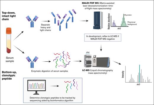 MS methods for measuring monoclonal protein. There are 2 types of MS methods in clinical use. The top-down, intact light-chain approach uses, for example, MALDI to prepare the sample for MS analysis and then relies on the monoclonal protein’s unique m/z ratio to distinguish itself from the polyclonal background. Examples include Mass-Fix and Exent. To increase sensitivity, samples that initially test negative can then be directed to LC-MS; this is under evaluation on a research basis. In the bottom-up, clonotypic approach, the monoclonal protein is digested and a unique clonotypic sequence then determined to use for tracking the monoclonal protein. This method is more sensitive than the top-down approach but has a slower turnaround time and requires a baseline sample for the sequence to track. The EasyM and M-Insight assays use the clonotypic approach.