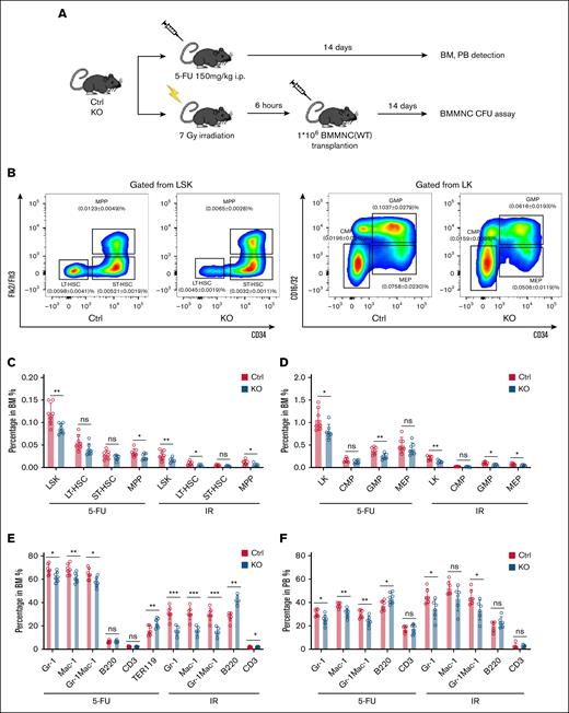 Effect of MSC-derived S100A8 deletion on 5-FU and IR stress hematopoiesis. (A) Construction of the 5-FU and IR stress model. (B) A representative flow pattern of HSPC in BM. (C) Proportion of BM HSC in the S100A8-deficient and control groups 14 days after 5-FU and IR treatment (n = 6-7). (D) The proportion of BM hematopoietic progenitors in the S100A8-deficient and control groups 14 days after 5-FU and IR treatment (n = 6-7). (E) The percentage of BM mature lineage cells in the S100A8-deficient and control groups 14 days after 5-FU and IR (n = 6-7). (F) Proportion of PB mature lineage cells in the S100A8-deficient and control groups 14 days after 5-FU and IR treatment (n = 6-7). ∗P < .05; ∗∗P < .01; ∗∗∗P < .001. Ctrl, control; i.p., intraperitoneal; KO, knockout.