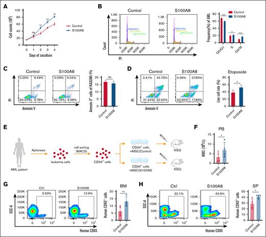 Effect of S100A8 overexpression in MSCs on the growth and drug resistance of human AML cells in vitro. (A) Growth curve of Kasumi-1 cells cocultured with MSCs overexpressing S100A8 or control MSCs (n = 3). (B) Effects of S100A8 overexpression on the cell cycle of Kasumi-1; flow diagram (left) and statistical plots (right; n = 3). (C) S100A8 overexpression affects apoptosis in Kasumi-1 cells, with flow representative plots (left) and statistical plots (right; n = 3). (D) Effect of S100A8 overexpression on etoposide (2 μM) resistance in Kasumi-1 cells, with flow diagram (left) and statistical plots (right; n = 3). (E) Flow of patient-derived xenograft (PDX) modeling after coculture of patient-derived AML cells with MSCs. (F) PB white blood cell (WBC) counts in PDX mice with S100A8 overexpression vs the control group (n = 4-5). (G) Percentage of BM leukemia cells of PDX mice in the S100A8 overexpression and control group (n = 4-5). (H) The percentage of SP leukemia cells in PDX mice with S100A8 overexpression vs the control group (n = 4-5). ∗P < .05; ∗∗P < .01; ∗∗∗P < .001. Ctrl, control; MACS, magnetic-activated cell sorting; ns, not significant; NSG, NOD scid gamma mice.
