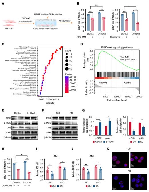 Molecular mechanisms by which MSC-derived S100A8 promotes AML progression. (A) Flowchart of rescue experiment with RAGE inhibitor or TLR4 inhibitor added to the cocultivation system. (B) Effect of RAGE inhibitor (FPS-ZM1; 500 nM) or TLR4 inhibitor (resatorvid; 5 μM) treatment on leukemic cell proliferation in the S100A8 overexpression group (n = 4). (C) The cocultivation of MSCs with KASUMI-1 cells after S100A8 overexpression was followed by transcriptome sequencing of the Kasumi-1 cells (n = 3). Gene Ontology analysis of the signaling pathway of Kasumi-1 in the S100A8 overexpression group vs the control group. (D) Gene set enrichment analyses evaluating changes in Kasumi-1 of the S100A8 overexpression group compared to control group. (E) PI3K, Akt expression and its phosphorylation level in Kasumi-1 of the S100A8 overexpression group compared to control group. (F) PI3K, Akt expression, and its phosphorylation level in leukemic cells of S100A8-deficient and control AML mice. (G) Western blot analysis with protein quantification of P-PI3K and p-Akt (n = 4). (H) Effect of PI3K inhibitor (LY294002; 10 μM) treatment on leukemic cells proliferation in the S100A8 overexpression group (n = 4). (I) MFI of ROS in leukemic cells and LSCs in S100A8-deficient and control AML mice (n = 5). (J) MFI of TMRE in leukemic cells and LSCs in S100A8-deficient and control AML mice (n = 5). (K) Representative γ-H2AX images of BM cells of S100A8-deficient and control AML mice (scale bars, 20 μm; n = 5). ∗P < .05; ∗∗P < .01; ∗∗∗P < .001. Ctrl, control; FDR, false discovery rate; NES, normalized enrichment score; KO, knockout; q-val, q value.