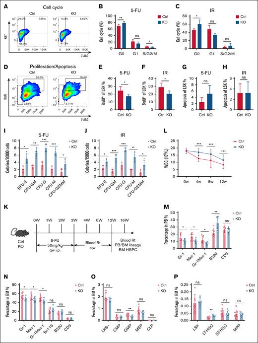 Effect of S100A8 deficiency on the cell cycle and function of HSCs under stress. (A) Flow representation of the LSK cell cycle. (B-C) Cell cycle of LSK cells in the S100A8-deficient and control groups after 14 days of 5-FU treatment (B) and IR exposure (C) (n = 4-5). (D) A flow representation of proliferation and apoptosis of LSK cells. (E-F) Proliferation of LSK cells in the S100A8-deficient and control group after 14 days of 5-FU treatment (E) and IR exposure (F) (n = 4–5). (G-H) Apoptosis of LSK cells in the S100A8-deficient and control group after 14 days of 5-FU treatment (G) and IR exposure (H) (n = 4–5). (I-J) The total number of BM colonies in the S100A8-deficient and control groups after 14 days of 5-FU treatment (I) and IR exposure (J) (n = 4). (K) Flow of 5-FU treatment for long-term hematopoietic model development. (L) Dynamic changes in PB WBC in S100A8 deletion and control groups treated with 5-FU (n = 7-8). (M-N) The proportion of PB (M) and BM (N) mature myeloid cells and lymphocytes 16 weeks after the first 5-FU treatment (n = 6–7). (O) Proportion of BM HPCs at 16 weeks after 5-FU treatment (n = 6-7). (P) Proportion of BM HSCs 16 weeks after 5-FU treatment (n = 6-7). ∗P < .05; ∗∗P < .01; ∗∗∗P < .001. BFU-E, burst-forming unit–erythroid; CFU-F, colony-forming unit–fibroblast; CFU-G, colony-forming unit–granulocyte; CFU-GM, colony-forming unit–granulocyte/macrophage; CFU-GEMM, colony-forming unit–granulocyte/erythrocyte/macrophage/megakaryocyte; i.p., intraperitoneal; Rt, routine test; qw, once weekly.