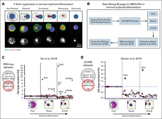 Database mining of ABPs and actin NFs reveals increased TNS1 expression during human terminal erythroid differentiation. (A, top) Schematic of F-actin reorganization (red) into the enucleosome, GPA sorting to the reticulocyte (green), and nuclear expulsion (blue) during human erythroblast enucleation. Figure created with give the Biorender.com. (Diaz, D. 2025, https://app.biorender.com/illustrations/64b97cb2f83e095a50810cbb) (A, middle) Maximum intensity projection of Airyscan Z-stacks of human CD34+ cells before and during enucleation stained for GPA (green), F-actin (phalloidin; red), and nuclei (Hoechst; blue). (A, bottom) F-actin staining in grayscale shows the formation of the enucleosome at the rear of the nucleus. Scale bar, 5 μm. (B) Flowchart representing the data-mining strategy for 135 ABP and actin NFs to identify mRNAs and proteins that are upregulated during terminal erythroid differentiation of CD34+ cells. Graphs showing fold-change in expression of (C) 97 RNA-seq and (D) 49 proteomics hits during terminal erythroid differentiation. Values were plotted on a linear scale (converted from log2-fold change) and normalized to their respective expression level at the proerythroblast stage.