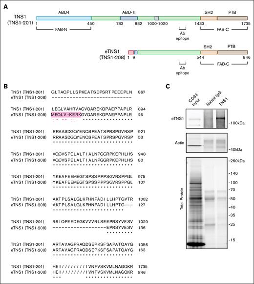 Comparison of protein domains and amino acid alignment of canonical TNS1 and eTNS1. (A) Comparison of canonical TNS1 (TNS1-201) protein domains with eTNS1 (TNS1-208). The amino acids in pink are unique to eTNS1, whereas the 21 amino acids in gray (1000-1020) in canonical TNS1 are missing in eTNS1. The primary antibody epitope is indicated (amino acids 1326-1339 in TNS1). Figure created with BioRender.com. (Diaz, D. 2025, https://app.biorender.com/illustrations/660ab6fdc5f830fa937a2f31). (B) Amino acid alignment using UniProt align tool showing amino acids coded for by exon 1E in eTNS1 protein, highlighted in pink. Asterisks, identical residues; colon, residues with strongly similar properties (scoring >0.5 in Gonnet PAM 250 matrix); period, residues with weakly similar properties (scoring <0.5 in Gonnet PAM 250 matrix). (C) Cell lysates from control erythroblasts (day 11) were subjected to immunoprecipitation using an anti-TNS1 antibody. Both the immunoprecipitated material and total cell lysate (input) were analyzed by western blot using antibodies against TNS1 and actin. Schematic in panel A created with BioRender.com.