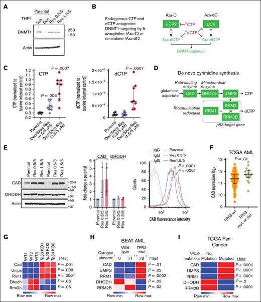 CTP and dCTP are elevated, and DNMT1 protein is preserved in HMA-resistant AML cells. (A) DNMT1 depletion observed in parental AML cells treated with HMA was abrogated in HMA-resistant cells. HMA-resistant p53-null AML cells (THP1) emerged from continuous culture in decitabine/5-azacytidine 0.5/5μM and 1.5/5μM. Western blot using 50 μg total protein from each sample. (B) 5-Azacytidine and decitabine, analogs of cytidine and deoxycytidine, respectively, must compete with their endogenous pyrimidine nucleotide counterparts (CTP, dCTP) in order to deplete DNMT1. UCK2 and DCK are the pyrimidine metabolism enzymes that rate control conversion of 5-azacytidine and decitabine into DNMT1-depleting nucleotides. (C) CTP and dCTP were elevated in HMA-resistant AML cells. High-resolution LC-MS (HR-LCMS) analyses of extracts obtained from equal numbers of cells, harvested independently in octuplicate. Values are normalized to taurine levels in the same cells (taurine internal control). Data represent as means ± standard deviation (SD); P values are from unpaired, 2-sided t tests. (D) Key de novo pyrimidine synthesis enzymes. (E) The initial and rate-limiting enzyme in this pathway, CAD, was upregulated in HMA-resistant vs parental AML cells. Western blot (left). Replicates from independent cell harvests. Graph shows CAD intensity normalized to actin in the same sample using ImageJ software, fold change HMA-resistant vs parental THP1. CAD fluorescence intensity measured by flow cytometry in fixed/permeabilized cells and HMA-resistant vs parental cells (∼8900 cells each) (right). P values for mean fluorescence intensity between HMA-resistant vs parental cells were calculated using an unpaired 2-sided t test. (F) CAD expression in TP53-mutated vs wild-type (WT) TP53 AML cells. The Cancer Genome Atlas (TCGA) RNA-sequencing gene-level log2(x+1) transformed RNA-Seq by expectation-maximization (RSEM) normalized counts, primary AML cells containing WT TP53 (no TP53 mutations or deletions by genomic identification of significant targets in cancer (GISTIC) threshold analyses of copy number; n = 129) or containing mutated-TP53 and complex (≥3) cytogenetic abnormalities (n = 16). P values from unpaired 2-sided t test. (G) Tp53 knockout from GMP (lin–cKit+Sca–1–CD16/32+CD34+) decreases Rrm2b and activates other de novo pyrimidine synthesis enzymes, including Cad, Umps, and Rrm1. GSE285355,32 gene expression counts normalized via log transformation and size-factor adjustment.32 GMP isolated from Vav-cre Tp53fl/fl mice and age-matched WT mice.32P values, unpaired 2-sided t test. (H) TP53-mutated AML cells display a similar pyrimidine metabolism gene expression pattern. BEAT AML RNA-sequencing, gene-level counts processed by conditional quantile normalization,33 primary AML cells containing WT TP53 are subcategorized into cases with normal cytogenetics (n = 258) or ≥1 cytogenetic abnormality (n = 270), compared with primary AML cells containing mutated-TP53 and ≥3 cytogenetic abnormalities (n = 56); P values from unpaired 2-sided t test. (I) TP53-mutated pan-cancer cells display a similar pyrimidine metabolism gene expression pattern. TCGA Pan-Cancer, TP53-mutated (n = 3320) vs no TP53 mutations (n = 5760). RNA-sequencing and analyses as per panel F. Aza-C, 5-azacytidine; Aza-dC, decitabine; DEC, decitabine; IgG, immunoglobulin G; max, maximum; min, minimum; mut, mutated; Res, resistant; Veh, vehicle.