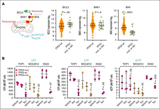 Venetoclax and teriflunomide effects on CTP and dCTP levels. (A) BAX is a p53 target gene that is approximately twofold less expressed in TP53-mutated vs WT TP53 AML cells, whereas BCL2 and BAK1 are similarly expressed. TCGA RNA-sequencing gene-level log2(x+1) transformed RSEM normalized counts, primary AML cells containing WT TP53 (no TP53 mutations or deletions by GISTIC threshold analyses of copy number; n = 129) or containing mutated TP53 and complex (≥3) cytogenetic abnormalities (n = 16). P value from unpaired 2-sided t test. (B) Teriflunomide produced larger decreases in CTP and dCTP in TP53-mutated and WT-TP53 AML cells than venetoclax. Venetoclax 2μM (20nM for MOLM13) or teriflunomide 20μM were added once to THP1, K562, and MOLM13 AML cells (standard clinical doses of venetoclax or teriflunomide produce peak plasma concentrations of up to 2μM and 100μM, respectively). Nucleotide levels measured by LC-MS/MS at 24 hours. Quantifications by reference to assembled standard curves. Independent experiments, triplicate (data for K562 are duplicate because of LC injection error). Means ± SD. P values from paired 1-sided t test, teriflunomide vs vehicle. P values for venetoclax vs vehicle were all >.05. Aggregated data and analyses, including for adenine triphosphate and guanine triphosphate, are shown in supplemental Figure 1. Mut, mutated; Teri, teriflunomide; Ven, venetoclax; UTP, uridine triphosphate.