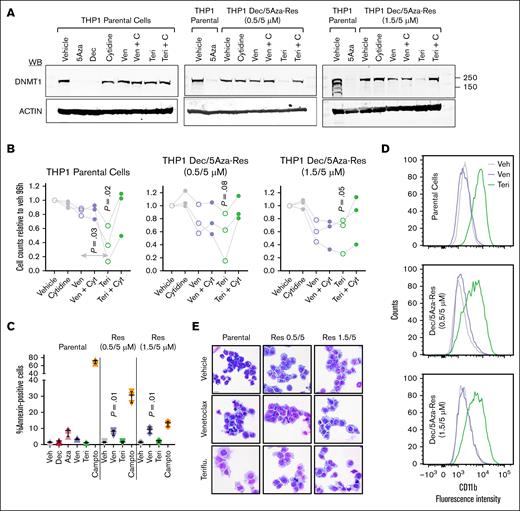 Teriflunomide renewed DNMT1 depletion in HMA-resistant AML cells to a greater extent than venetoclax. (A) Teriflunomide renewed DNMT1 depletion in HMA-resistant THP1. Parental and HMA-resistant TP53-mutated AML cells (THP1) (HMA-resistant THP1 cultured continuously in indicated concentrations of decitabine and 5-azacytidine), were treated with venetoclax 2μM, teriflunomide 20μM with and without cytidine 100μM for 24 hours. Western blots at 24 hours. (B) Cell counts. Cell counts at 96 hours by automated counter. Independent experiments in triplicate. P values, paired 2-sided t test, for teriflunomide vs vehicle. (C) Apoptosis activation measured by flow cytometry for Annexin V staining. Mean ± SD, raw data in supplemental Figure 2. P values from paired 2-sided t tests, compared with vehicle. Independent experiments in triplicate. (D) CD11b expression. Flow cytometry, counts normalized to mode. Vehicle, venetoclax 2 μM, or teriflunomide 20μM treatment for 120 hours. (E) Giemsa-stained cytospin preparations. Treatments as per panel D. Leica Upright Microscope-Orion. Original magnification ×400; scale bar, 20 μm. 5Aza, 5-azacytidine; Cyt, cytidine; Dec, decitabine; Res, resistant; Teri, teriflunomide; Veh, vehicle; Ven, venetoclax; WB, Western blot.
