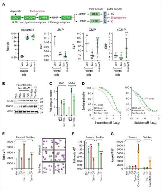Inhibiting pyrimidine synthesis triggered compensatory increases in pyrimidine salvage. (A) Teriflunomide treatment increased aspartate substrate that is upstream, and decreased UMP product that is downstream of DHODH and UMPS, in both teriflunomide-naïve (parental) and teriflunomide-resistant AML cells (THP1); products even further downstream that are also salvaged by DCK and UCK2, dCMP and CMP, were partially recovered. Parental THP1 were treated with teriflunomide 20μM for 72 hours. Teriflunomide-resistant THP1 had exponentially expanded through teriflunomide 20μM, emerging within ∼40 days. HR-LCMS analyses of extracts from equal numbers of cells, harvested from parental THP1 treated independently in triplicate, and in independent harvests in quadruplicate from teriflunomide-resistant THP1. Values are normalized to taurine levels in the same cells (taurine internal control). Mean ± SD. ∗P < .05; ∗∗P < .01 (unpaired 2-sided t test). (B) DCK and UCK2, that rate limit salvage of deoxycytidine and cytidine into dCMP and CMP, respectively, were upregulated acutely by teriflunomide treatment, and remained upregulated in teriflunomide-resistant AML cells. Western blot. (C) Messenger RNA levels were also measured by quantitative reverse transcription polymerase chain reaction, using glyceraldehyde-3-phosphate dehydrogenase internal control, and analyzed by Livak-Schmittgen method. Fold change vs vehicle-treated parental THP1 cells. Data represent mean ± SD from 3 independent experiments. ∗∗P < .01; ∗∗∗P < .001 (unpaired 2-sided t test). (D) Teriflunomide-resistant AML cells were also relatively resistant to the HMA. Teriflunomide-naïve (parental) and teriflunomide-resistant THP1 were treated with gradually increasing concentrations of 5-azacytidine (0-100μM) or decitabine (0-50μM) to identify concentrations that produced GI50. Cell counts by automated counter. P value from extra sum-of-squares F test. (E) Inhibiting pyrimidine salvage with dipyridamole (DP) enhanced differentiation induction by teriflunomide. Parental THP1 and teriflunomide-resistant THP1 were treated with the SLC29A1 inhibitor DP 10μM with or without teriflunomide 20μM. The granulomonocyte differentiation marker CD11b was measured by flow cytometry at 96 hours (left). Data represent MFI as mean ± SD from 3 independent experiments. ∗P < .05; ∗∗P < .01; ∗∗∗P < .001; ∗∗∗∗P < .0001 (unpaired 2-sided t test). Giemsa-stained cytospin preparations, imaged with a Leica Upright Microscope-Orion (right). Original magnification, ×400; scale bar, 20 μm. (F) AML cell numbers. Automated counter, methods/statistics per panel D. (G) Assay for apoptosis activation by flow cytometry for Annexin V staining at 24 hours. Camptothecin 0.25μM served as a positive control. Methods/statistics are described in panel D. CMP, cytidine monophosphate; CTPS, cytidine triphosphate synthetase; dCMP, deoxycytidine monophosphate; GI50, 50% growth inhibition; ns, nonsignificant; Res, resistant; Teri, teriflunomide; Veh, vehicle.