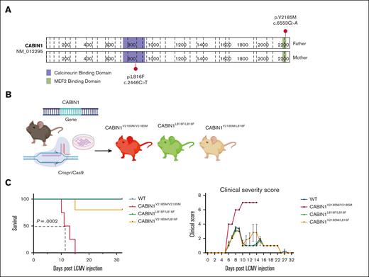 Generation of CABIN1-mutant mouse model and phenotypic characterization. (A) CABIN1 compound heterozygous mutations in the iMCD-IC patient identified by whole-exome sequencing. (B) Generation of mutant mice harboring germ line CABIN1 gene mutations using CRISPR/Cas9 technique. (C) Kaplan-Meier survival curve and clinical score after LCMV CL13 infection. WT and CABIN1-mutated mice were infected with LCMV CL13. Mortality (left) and morbidity (right) were assessed over time. Data from N = 4 to 8 mice from 2 independent experiments are shown.