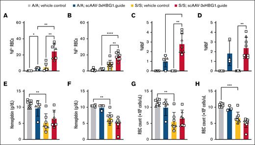 HbF induction in HBG1 promoter edited animals. (A-B) Flow cytometric analysis of the percentage of RBCs containing HbF (F+) in adult injected (A) and neonatally injected animals (B) at the terminal time point. (C-D) HPLC analysis of percent HbF in blood lysates collected at terminal time point from adult injected (C) and neonatally injected animals (D). (E-F) CBC analysis at the terminal time point for hemoglobin levels (gram/deciliter) in adult injected (E) or neonatally injected animals (F). (G-H) CBC analysis at the terminal time point for RBC count (×106 cells per μL) in adult injected (G) or neonatally injected mice (H). One-way ANOVA with Brown-Forsythe and Welch correction. ∗P < .05; ∗∗P < .01; ∗∗∗P < .001; ∗∗∗∗P < .0001. Data compiled from 4 (panels A,C,E) or 3 (panels B,D,F) independent experiments. Females, square; males, triangles. A/A, healthy HBBA/A; S/S, sickle homozygote HBBS/S.