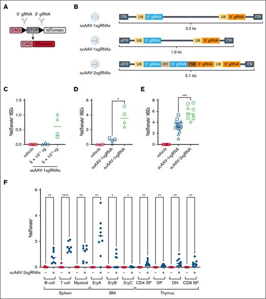 Impact of vector design on CRISPR-mediated gene editing of HSCs and more mature hematopoietic lineages in situ in adult Ai9;SpCas9-EGFP mice. (A) Schematic of Ai9 transgene in Rosa26 locus. Double-stranded break induction and excision of LoxP-flanked STOP cassette can be detected by robust tdTomato expression. Triangles: LoxP sites. (B) Vector design. ssAAV or scAAVs carrying gRNAs driven by U6, H1, or 7SK promoters. ssAAV-1xgRNAs and scAAV-1xgRNAs carry 1 copy of each gRNA, whereas scAAV-2xgRNAs encode 2 copies of each gRNA. (C-E) Frequency of tdTomato+ cells among BM HSCs in adult (5 to 8-week-old) animals receiving IV injections of vehicle or AAV and analyzed 5 weeks after injection. Animals received vehicle only or 5 × 1011 vg or 5 × 1012 vg per animal of ssAAV-1xgRNAs (C), vehicle only or 5 × 1012 vg of either ssAAV-1xgRNAs or scAAV-1xgRNAs (D), or vehicle only or 5 × 1012 vg per animal of either scAAV-1xgRNAs or scAAV-2xgRNAs (E). One-way analysis of variance (ANOVA) with Brown-Forsythe and Welch correction. ∗P < .05; ∗∗∗P < .001. Data compiled from 2 (panels C-D) or 4 (panel E) independent experiments. Females, square; males, triangles. (F) Frequency of tdTomato+ cells among different cellular subsets in the spleen, BM, or thymus of Ai9;SpCas9-EGFP mice injected with vehicle or 5 × 1012 vg per mouse scAAV-2xgRNAs. B cell, B220+; T cell, CD3+; myeloid, B220−CD3−, EryA, CD71highTer119+; EryB, CD71intermediateTer119+, EryC, CD71−Ter119+; CD4 SP, CD3+CD4+CD8−; DP, CD3+CD4+CD8+; DN, CD3+CD4−CD8−; CD8 SP, CD3+CD4−CD8+. Unpaired t test with Welch correction. ∗P < .05; ∗∗P < .01; ∗∗∗P < .001; ∗∗∗∗P < .0001. Data compiled from 3 independent experiments. dITR, defective inverted terminal repeat; DN, double negative; DP, double positive; ITR, inverted terminal repeat; EryA, basophilic erythroblasts; SP, single positive. Panels A and B created with biorender.com. Karimzadehfard A. (2025) https://biorender.com/1fldmz.