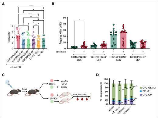 Functional analyses of in situ gene-edited HSCs. (A) Frequency of tdTomato+ cells among HSCs (CD150+CD48−LSK) or among the indicated subsets of BM progenitors in adult injected animals 5 weeks after receiving 5 × 1012 vg per animal scAAV-2xgRNAs. One-way ANOVA with Brown-Forsythe and Welch correction. ∗P < .05; ∗∗P < .01; ∗∗∗∗P < .0001. Data compiled from 4 independent experiments. Females, square; males, triangles. (B) Frequency of primitive progenitors within tdTomato− and tdTomato+ subsets of LinloKit+ BM progenitors at 5 weeks after injection of adult animals with 5 × 1012 vg per animal scAAV-2xgRNAs. One-way ANOVA with Brown-Forsythe and Welch correction. ∗P < .05. Data compiled from 4 independent experiments. (C) Experimental design. For CFU assay, HSCs from animals injected with vehicle or NT vector (all tdTomato−), and tdTomato+ or tdTomato− HSCs from animals receiving 5 × 1012 vg per animal scAAV carrying targeting gRNAs, were sorted 5 weeks after injection and plated in methylcellulose. Colonies were scored visually at day 12. For transplant, LinloKit+ HSPCs from the tdTomato+ or tdTomato− fractions of the BM were sorted and transplanted into sublethally irradiated NSG recipients. Peripheral blood was analyzed by FACS every 4 weeks, and mice were euthanized >1 week after last bleed for BM chimerism analysis (Table 1; supplemental Figure 6 for results). (D) Percentages of CFU-GEMM, BFU, and CFU-GM formed from HSCs sorted from animals injected with vehicle or NT vector, or from tdTomato+ or tdTomato− HSCs sorted from animals injected as adults with 5 × 1012 vg per animal scAAV carrying targeting gRNAs. Total number of colonies scored is as follows: vehicle, 288; NT vector, 264; tdTomato−, 279; and tdTomato+, 225. Individual colony numbers provided in supplemental Table 2. One-way ANOVA with Brown-Forsythe and Welch correction. ∗P < .05. Data compiled from 2 independent experiments. BFU-E, burst-forming unit-erythroid; CFU, colony-forming unit; GEMM, granulocyte, erythrocyte, macrophage, megakaryocyte; GM, granulocyte, macrophage; NT, nontargeting. Panel C created with biorender.com. Karimzadehfard A. (2025) https://biorender.com/mz1lx3u.